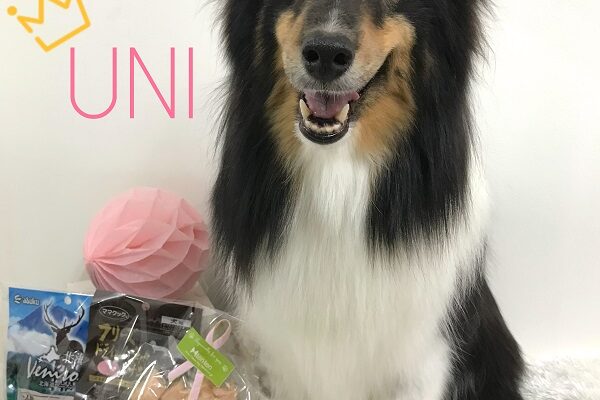 👑チャレンジカップ総合チャンピオン🥇ウニちゃんご来店👑