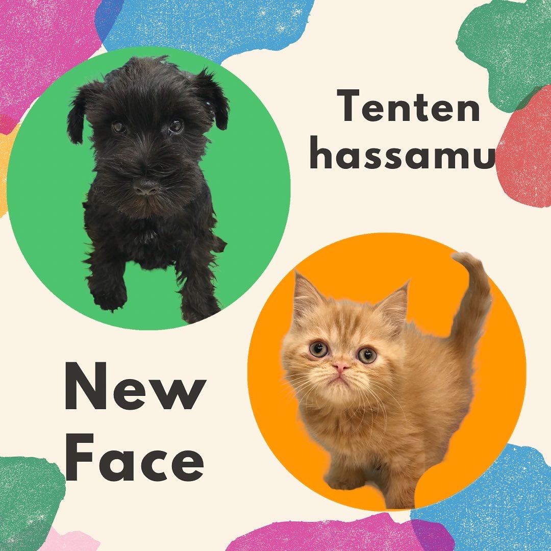 🦁NEW FACE🦁