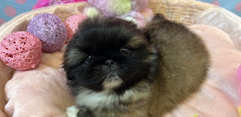 ☆お知らせ☆