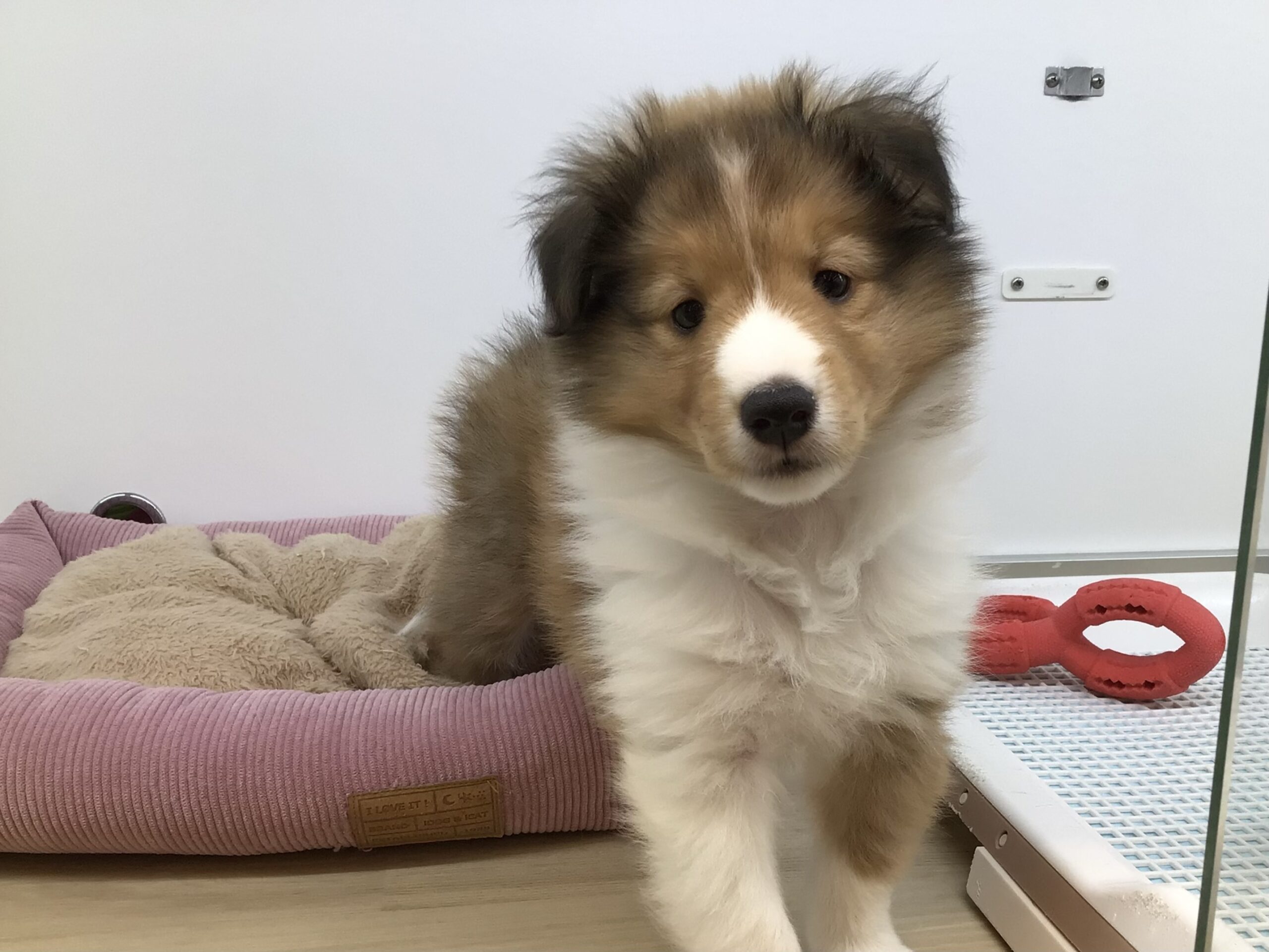 ☆お家決まりました☆
