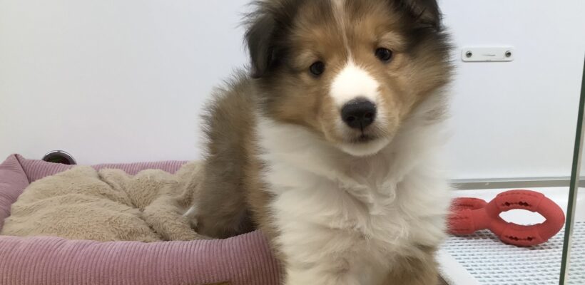 ☆NEWおすすめ犬☆