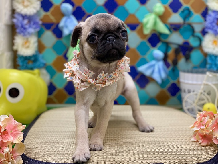 ♡new おすすめ犬♡