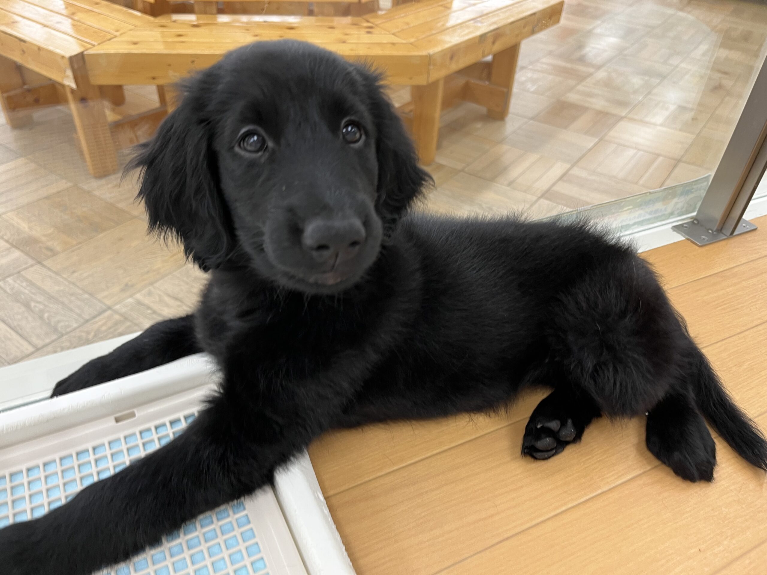 ＊フラットちゃんお引越し＊