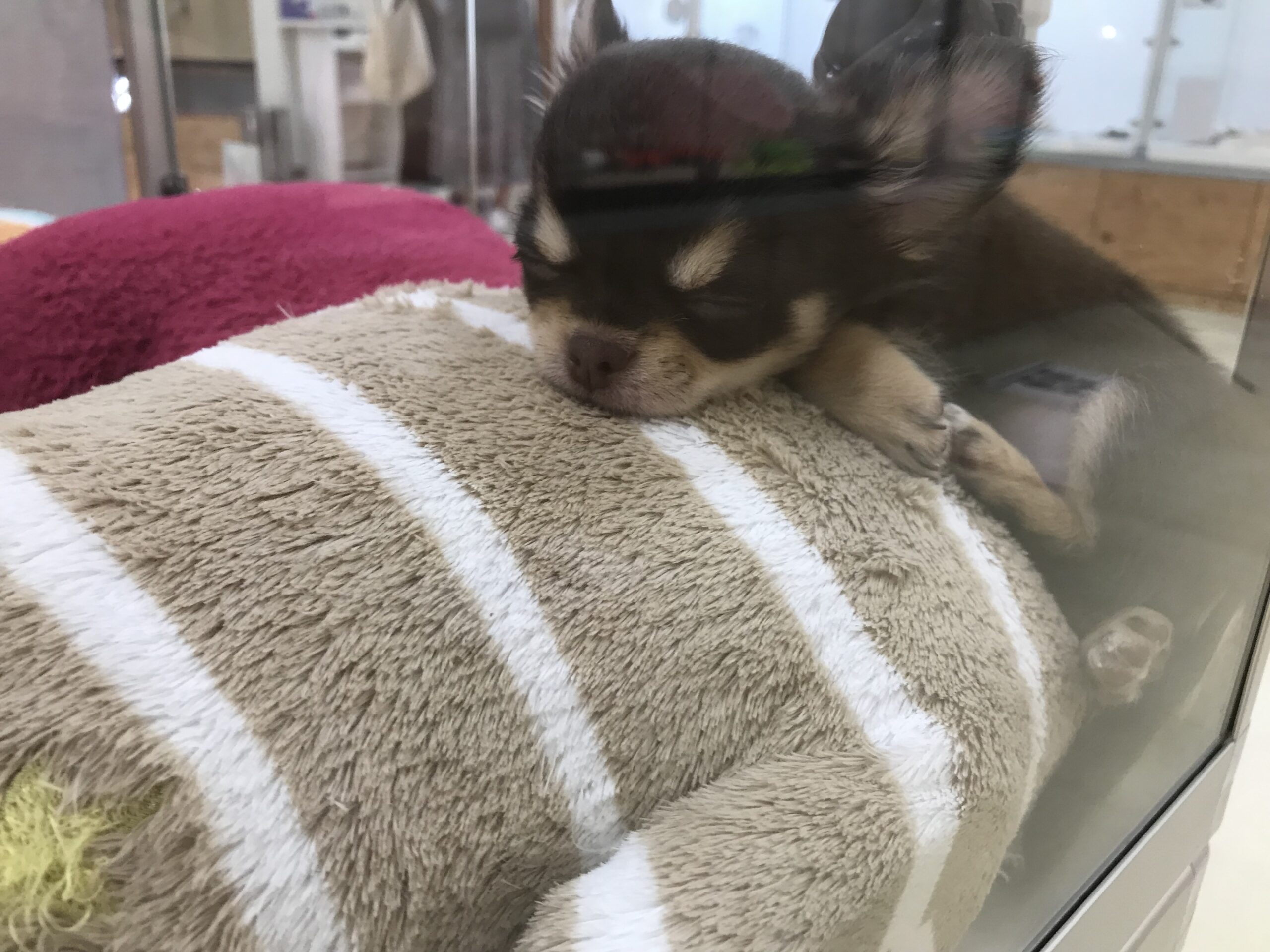 すやすや…ｚｚｚ