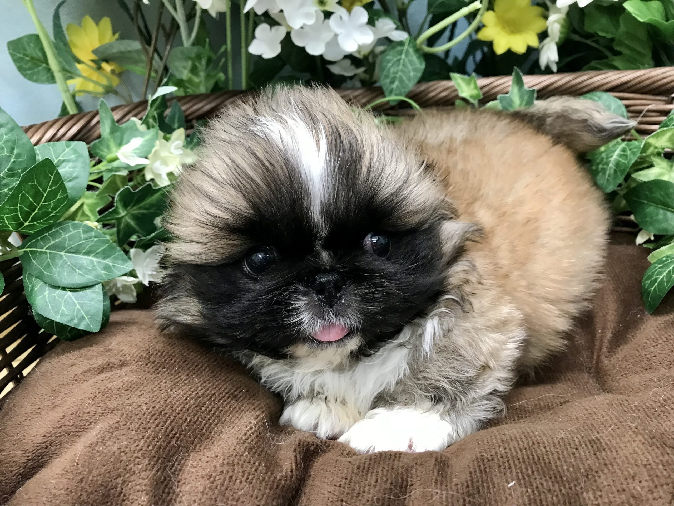 🐾NEW FACE🐾