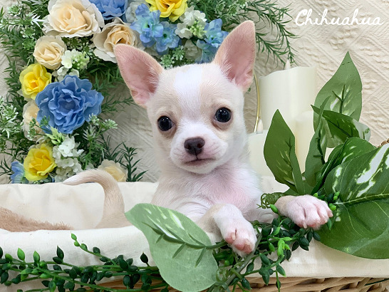 ★新オススメ犬つるちゃん★