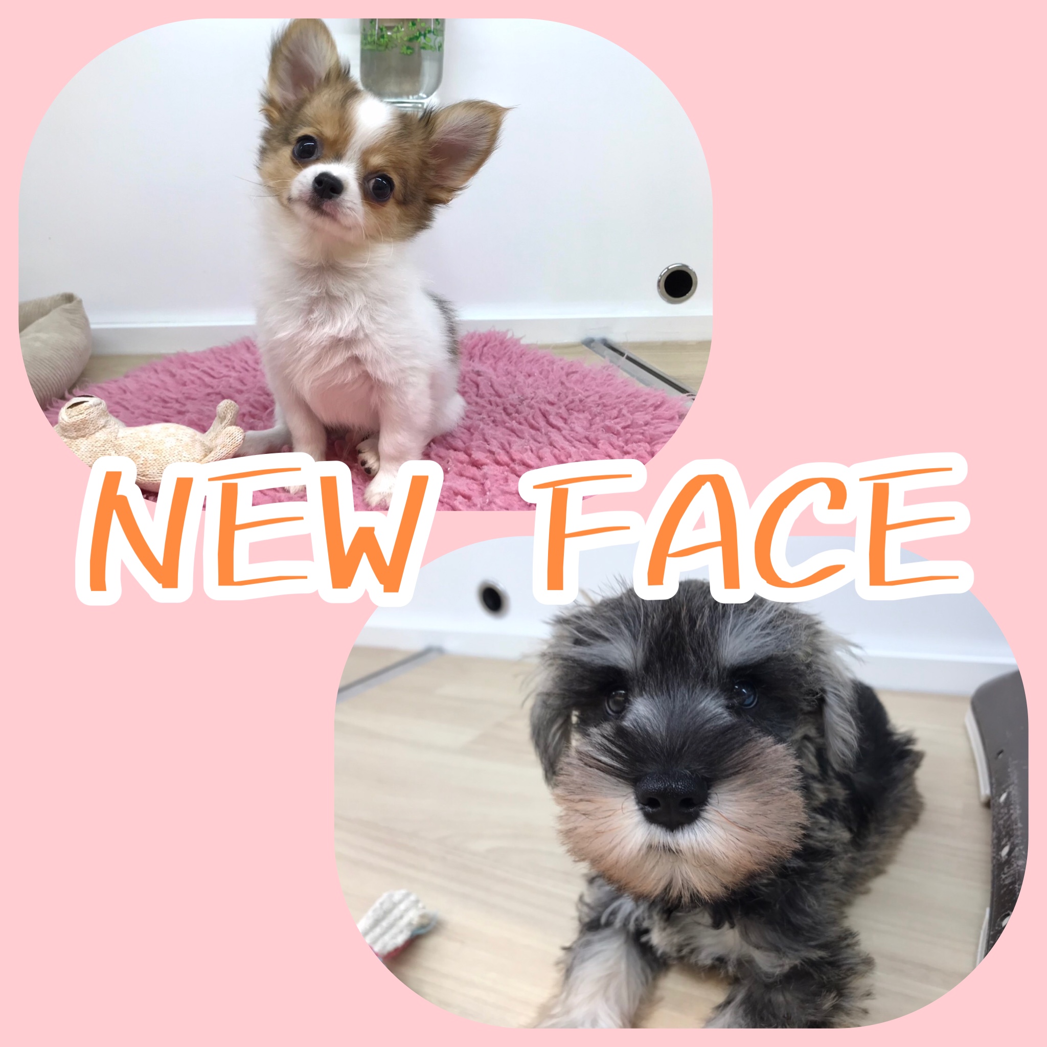 🐶NEW　FACE🐱
