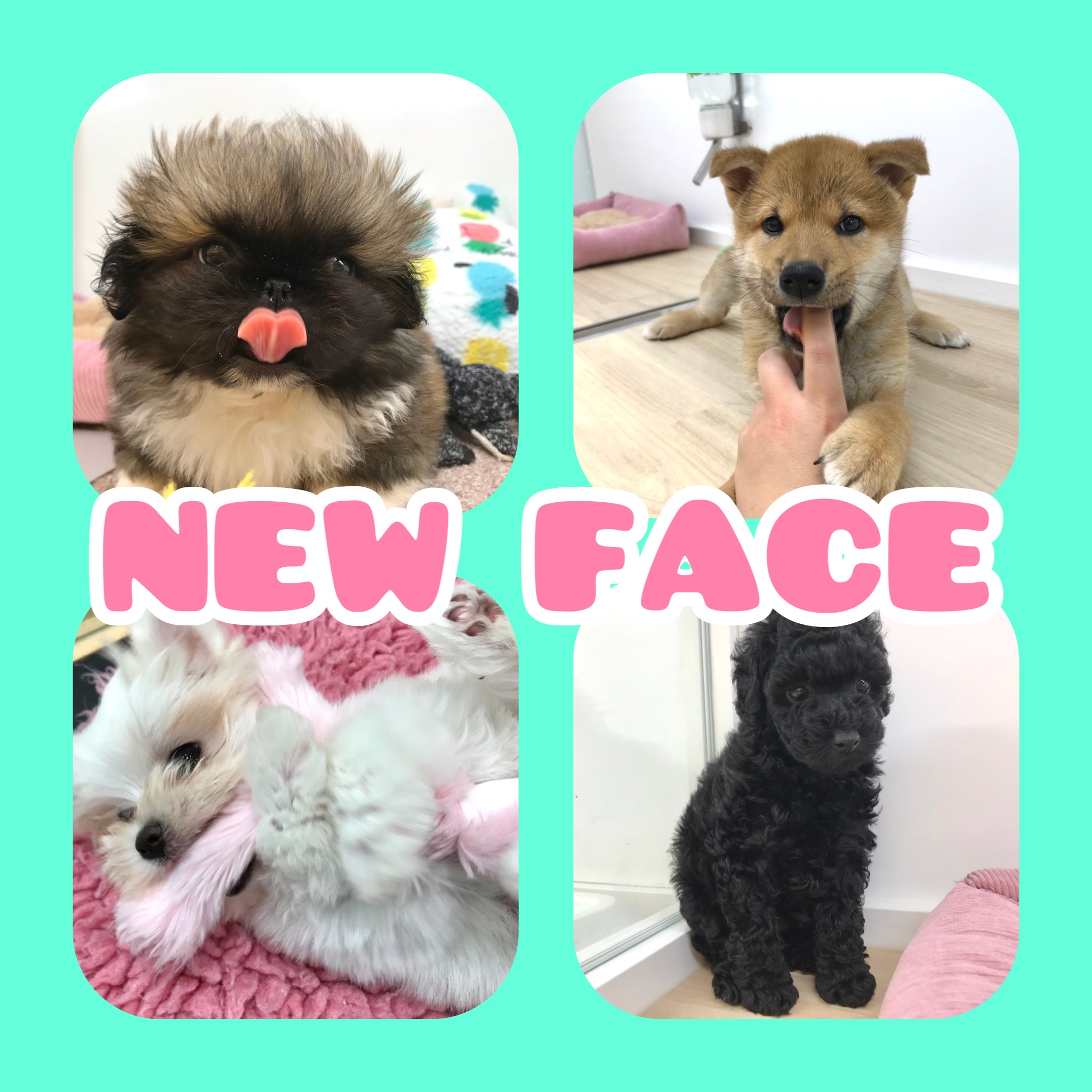 🐶NEW　FACE🐱
