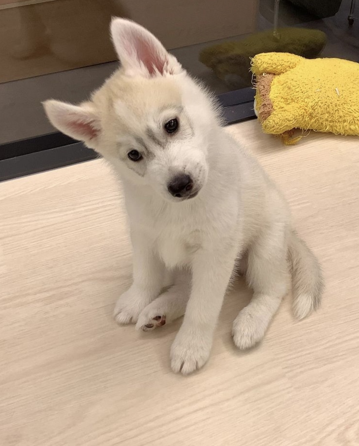 おすすめ犬12
