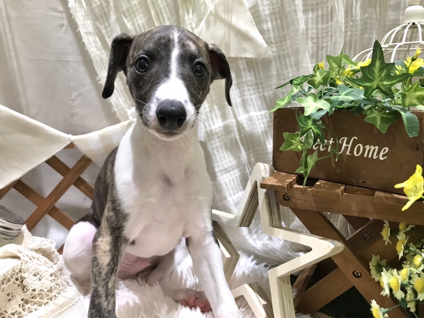 ✨🐶おすすめ犬バトンタッチ🐱✨