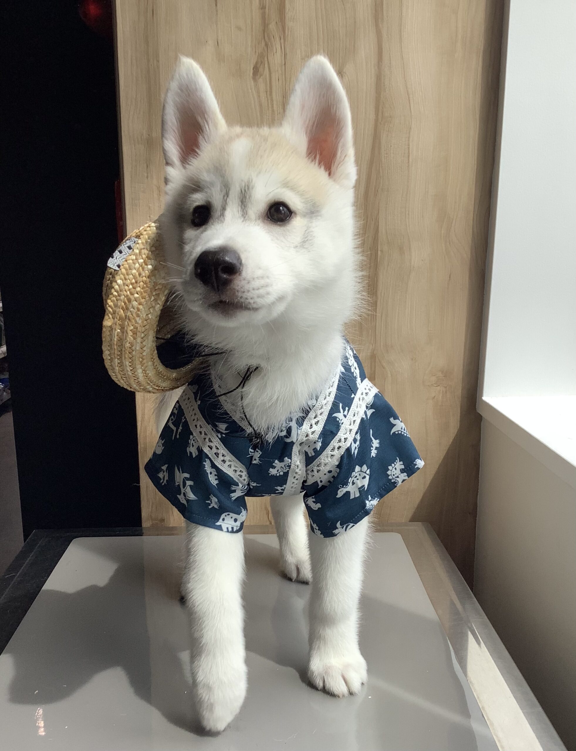 ハスキー
