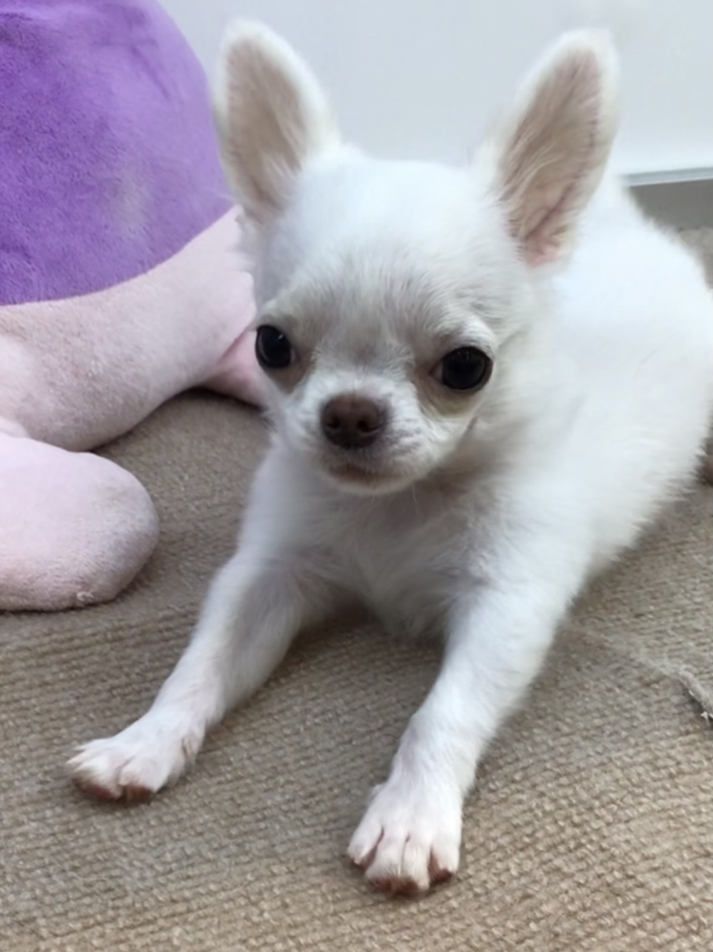 ☆てちてちチッチ☆