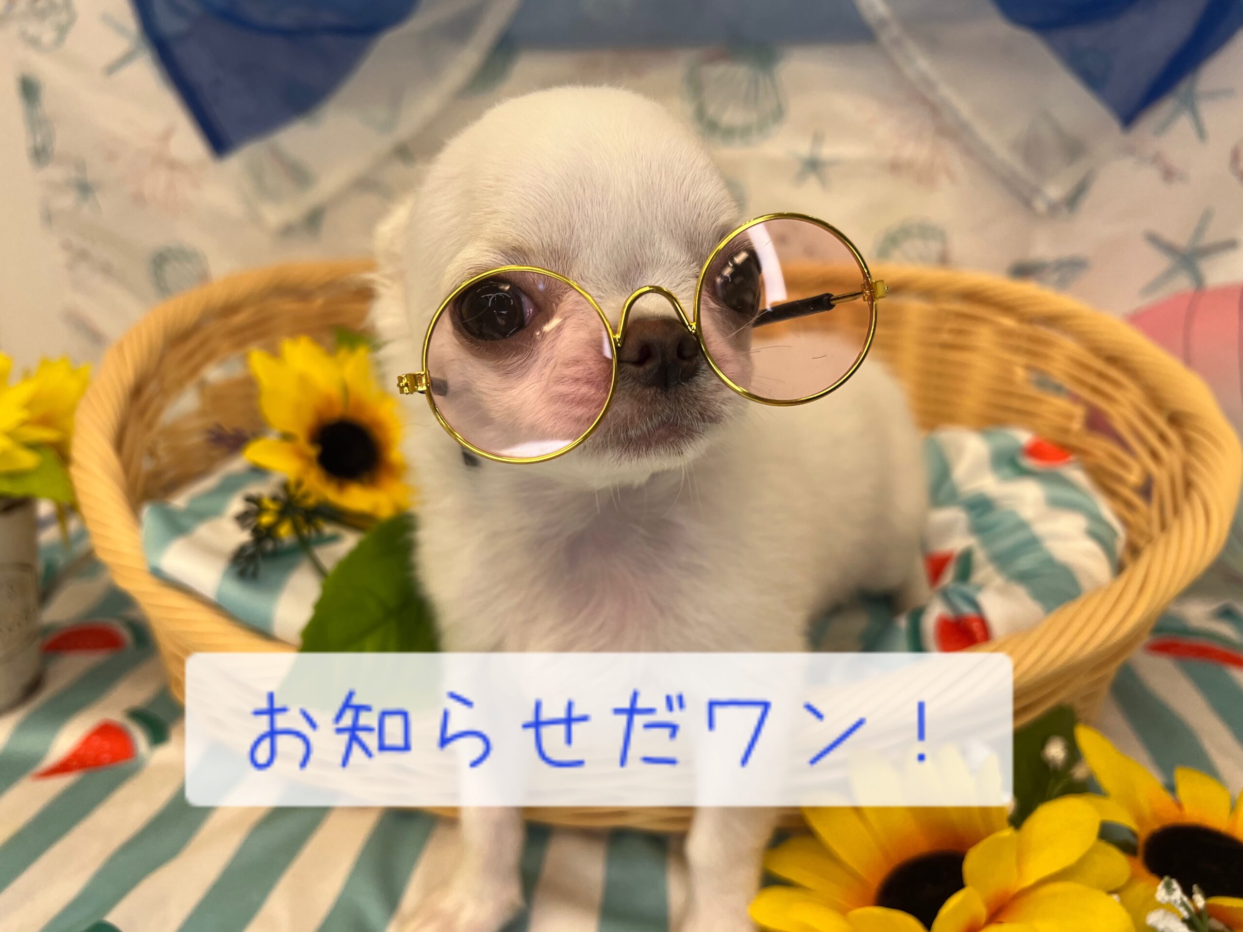 ☆お知らせ☆