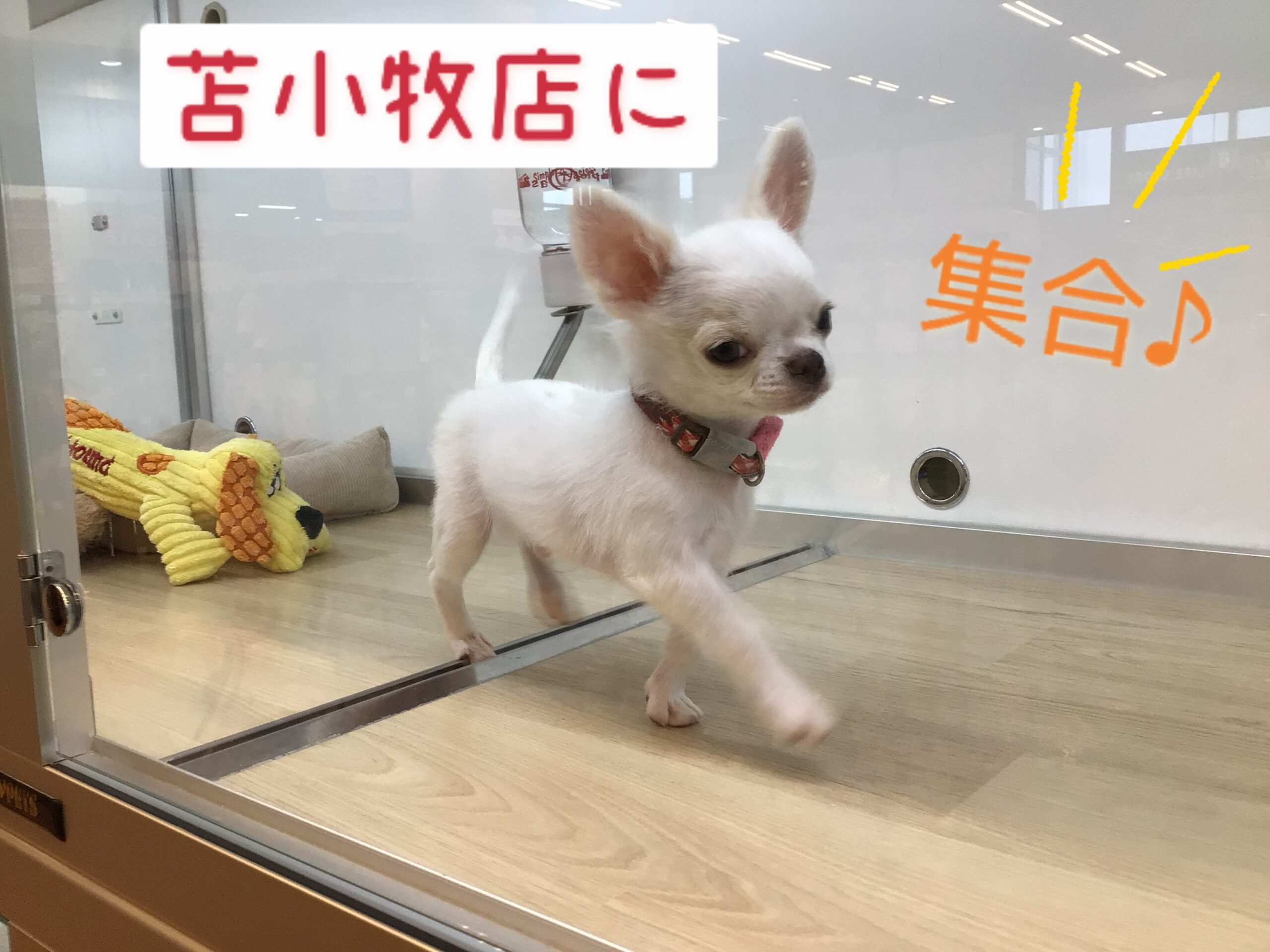 ☆チワワフェア開催中☆