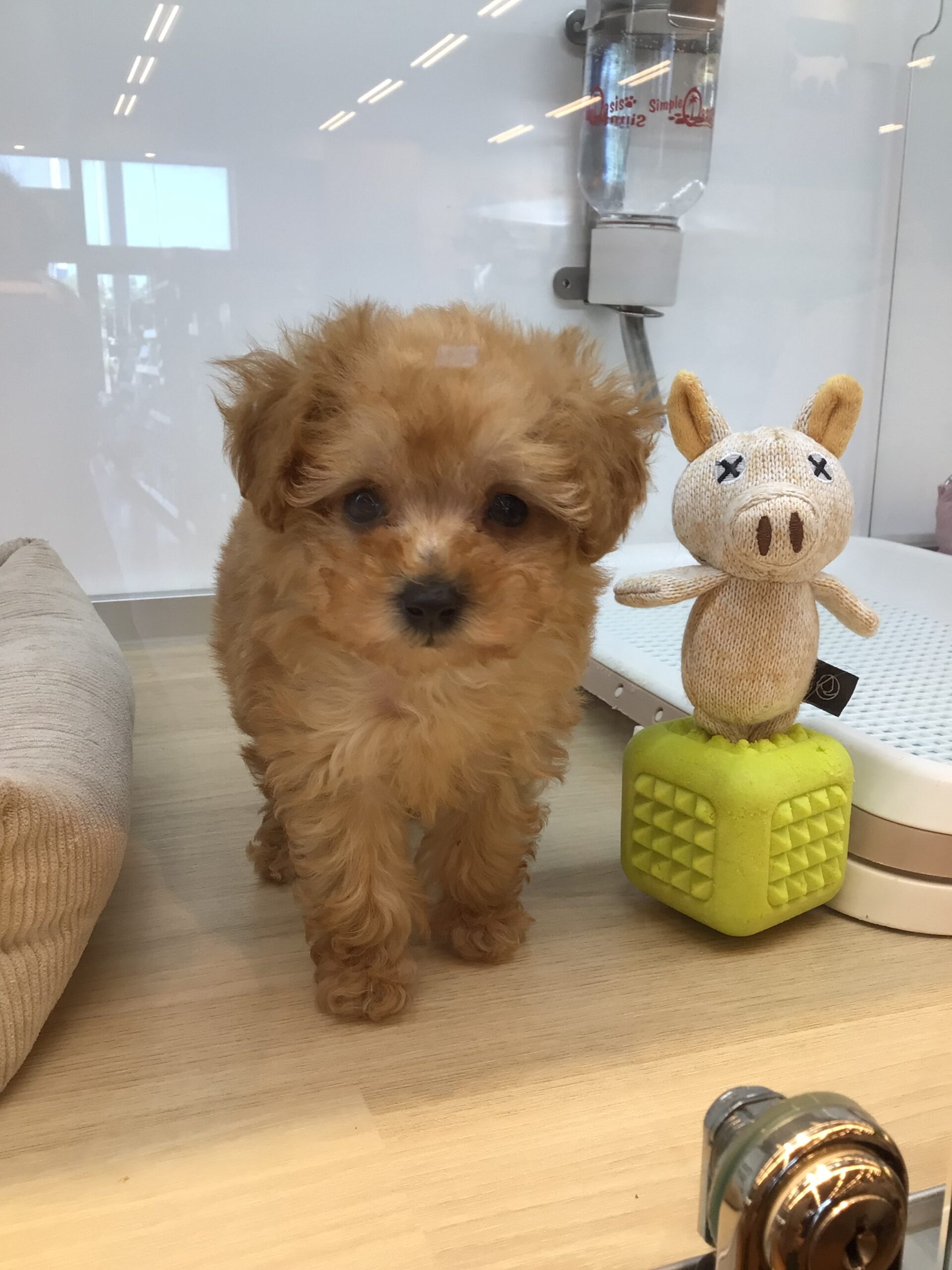 ☆NEWおすすめ犬☆