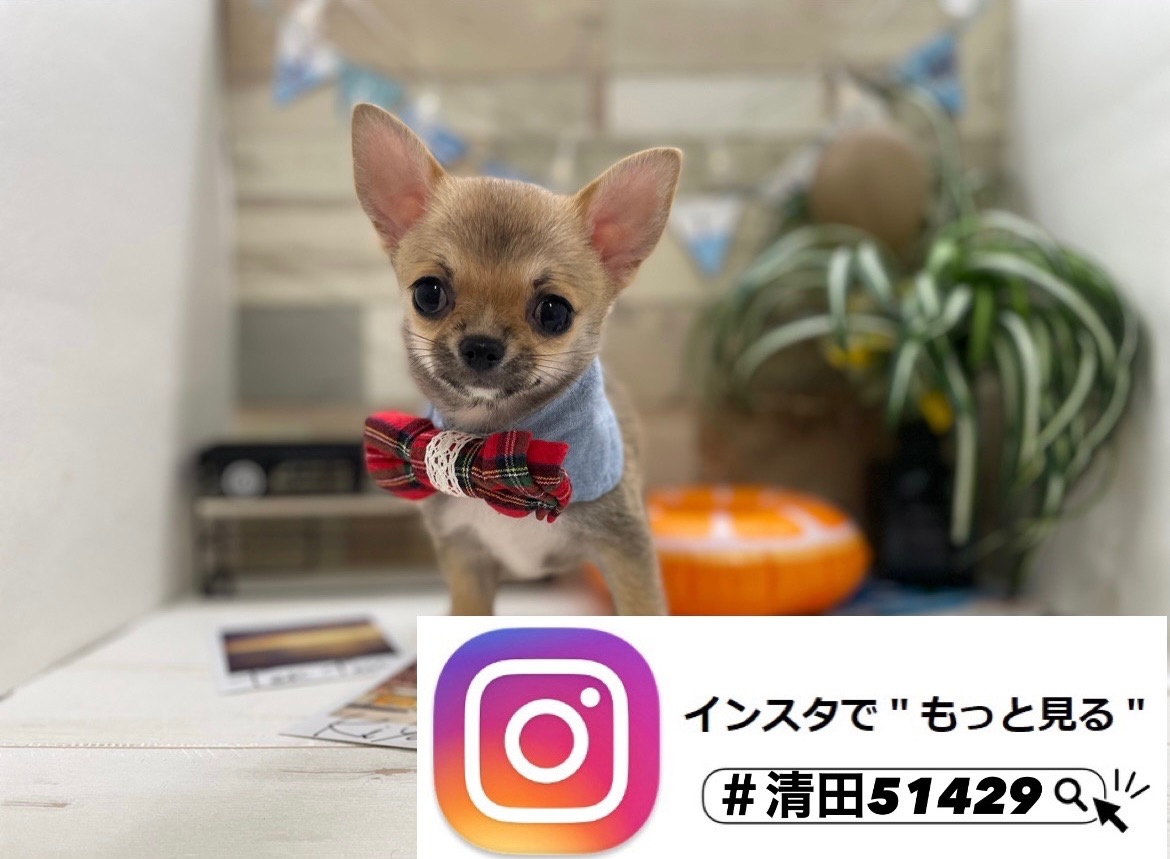 オススメ犬バトンタッチ🐾