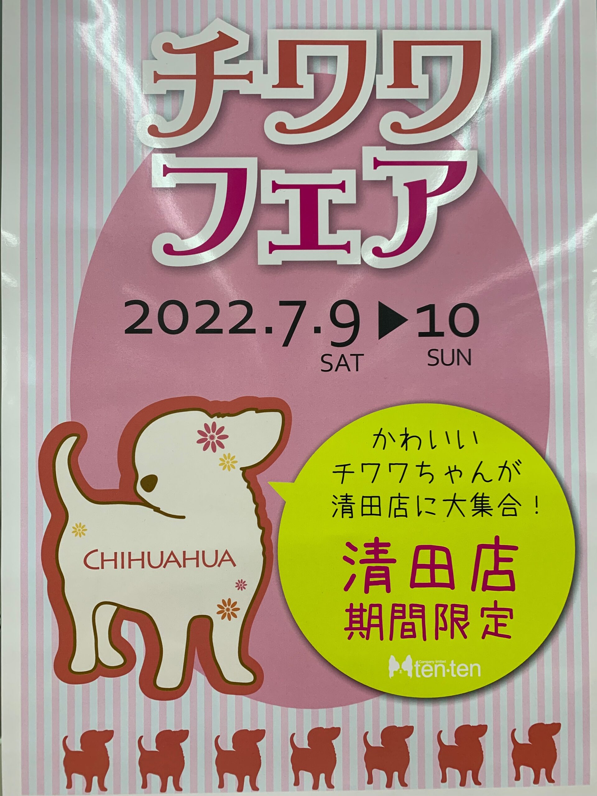 ちわわフェア&新入りさん♡