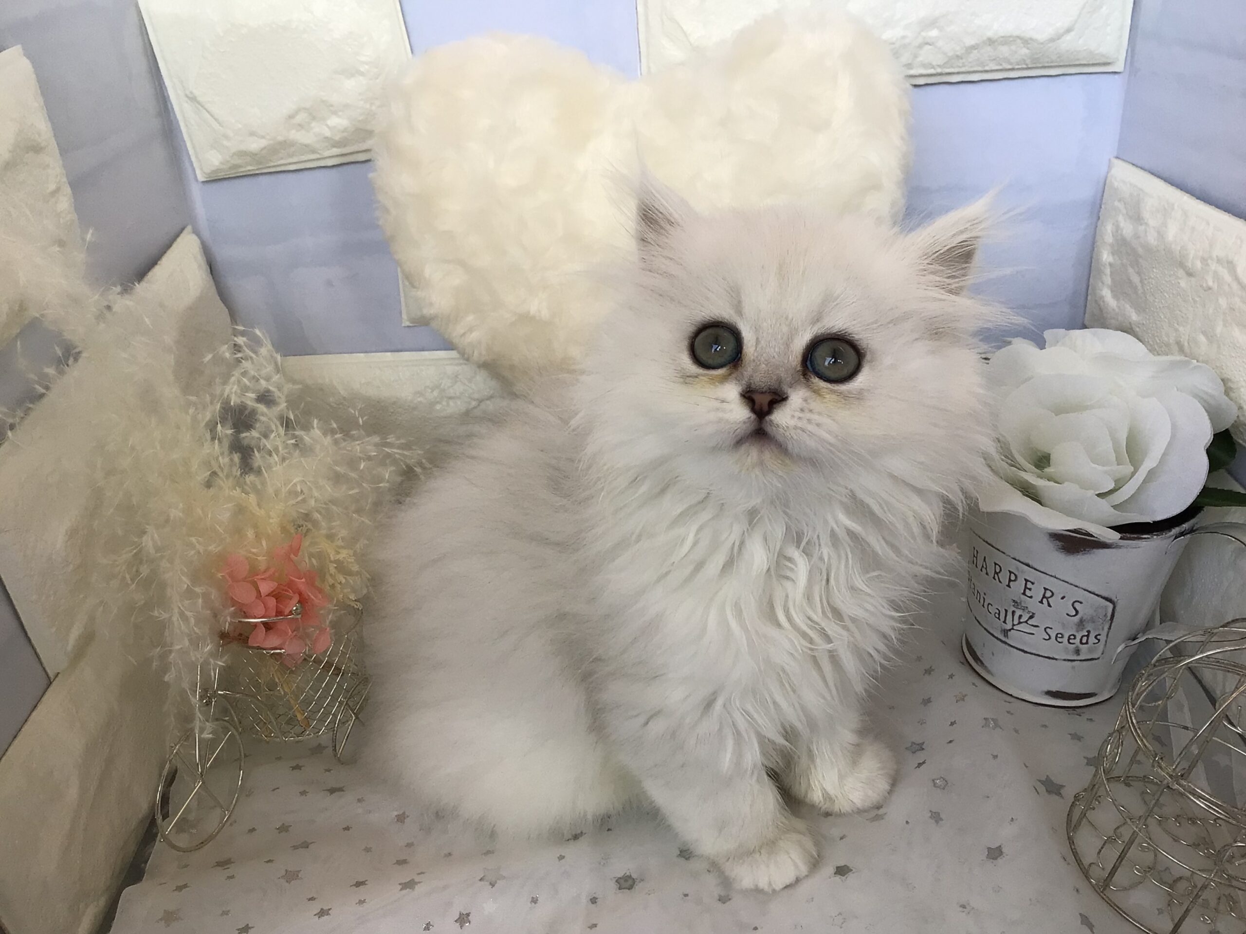 ⭐福住店にゃんこペルシャちゃん⭐
