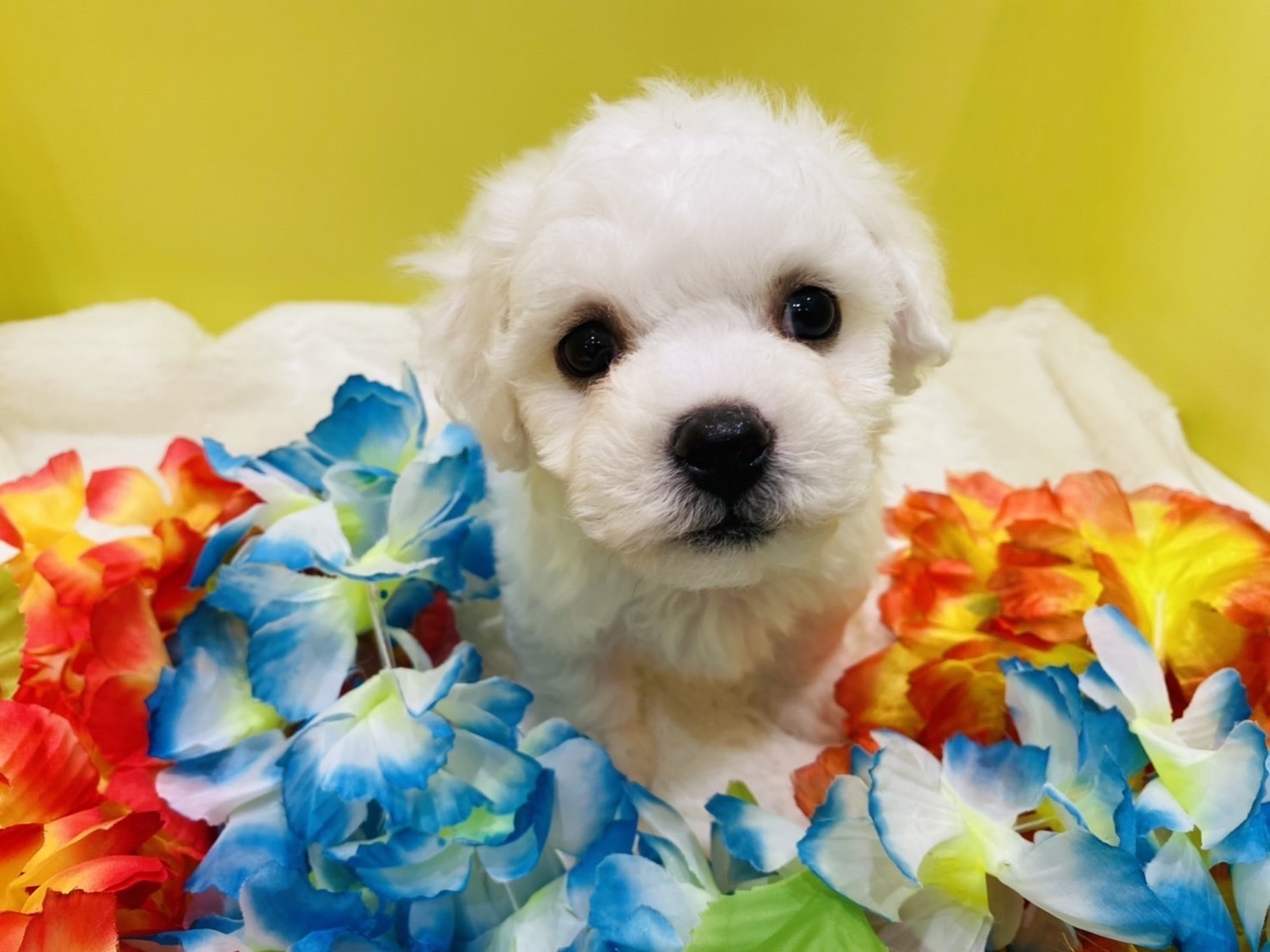 おすすめ犬ご紹介♪