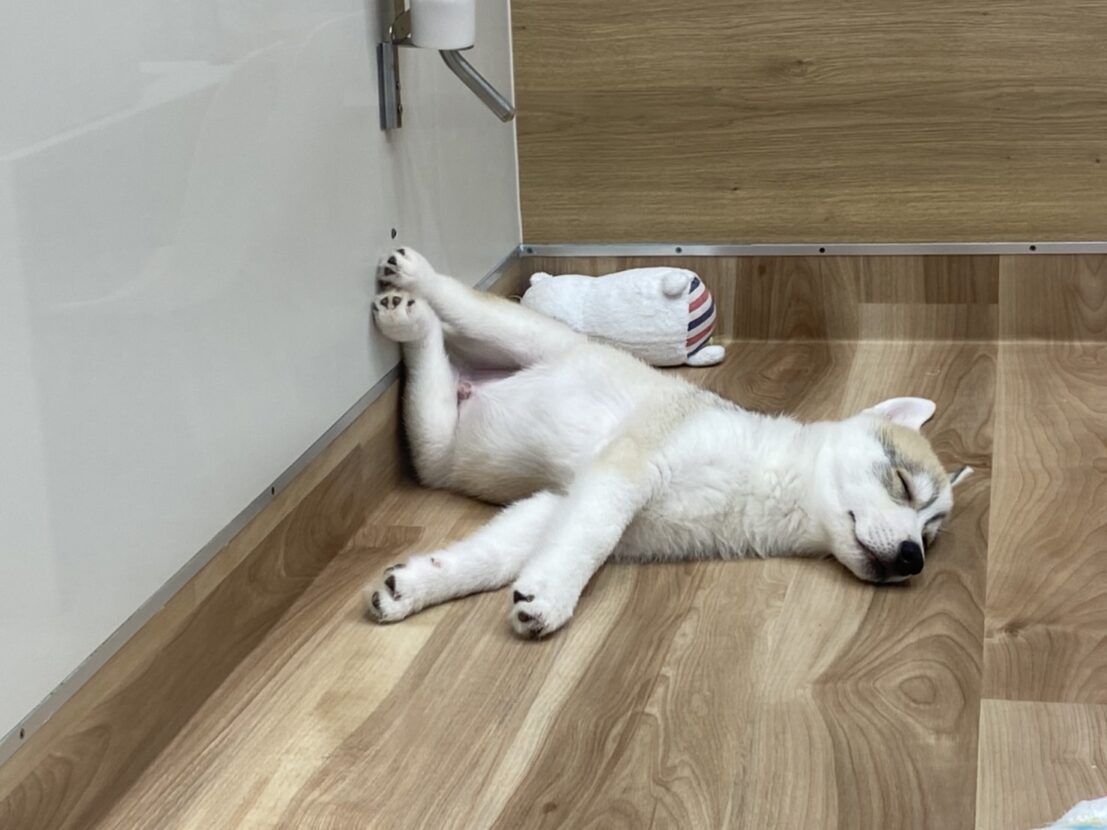 新しくおすすめ犬に任命☆