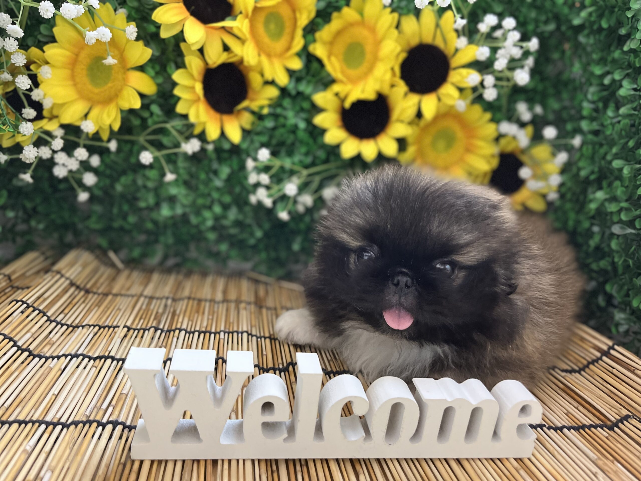 ＊お家が決まりました＊