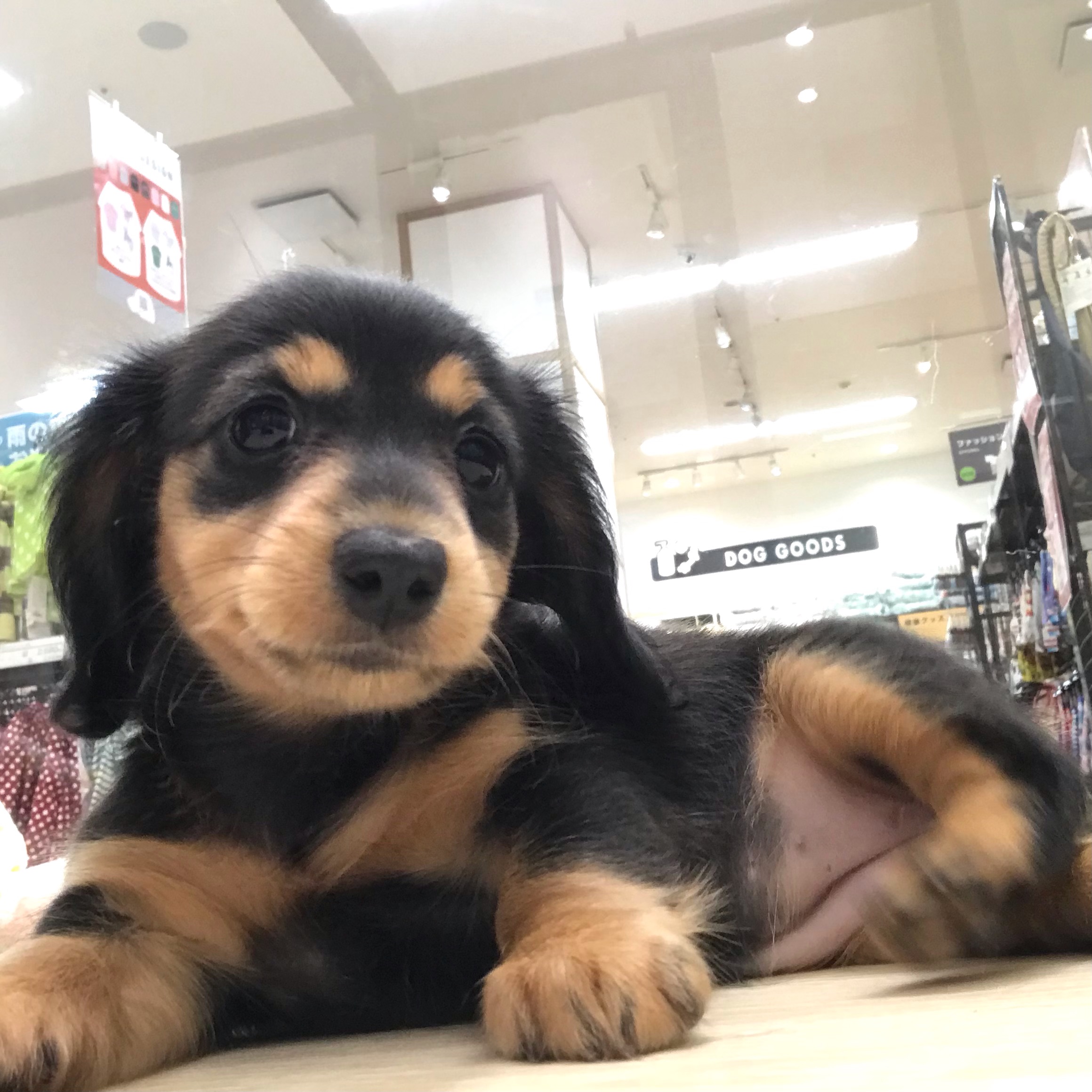 ✨🐶おすすめ犬バトンタッチ🐱✨