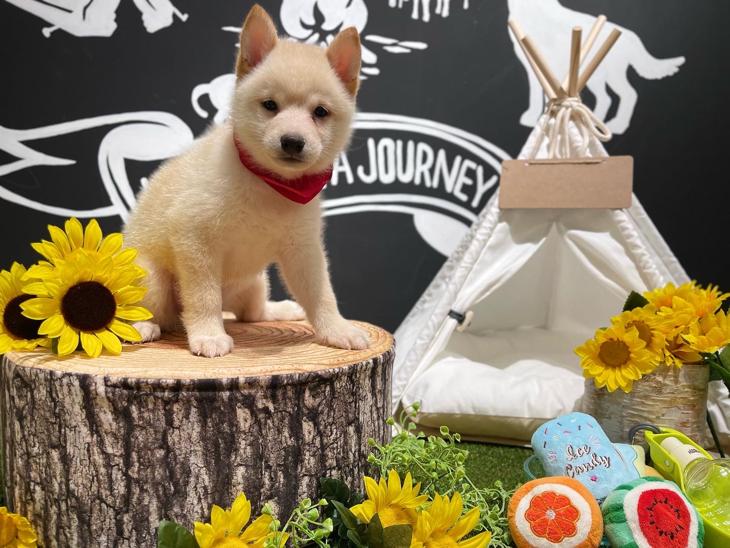 ☆川沿店のおすすめ犬バトンタッチ☆