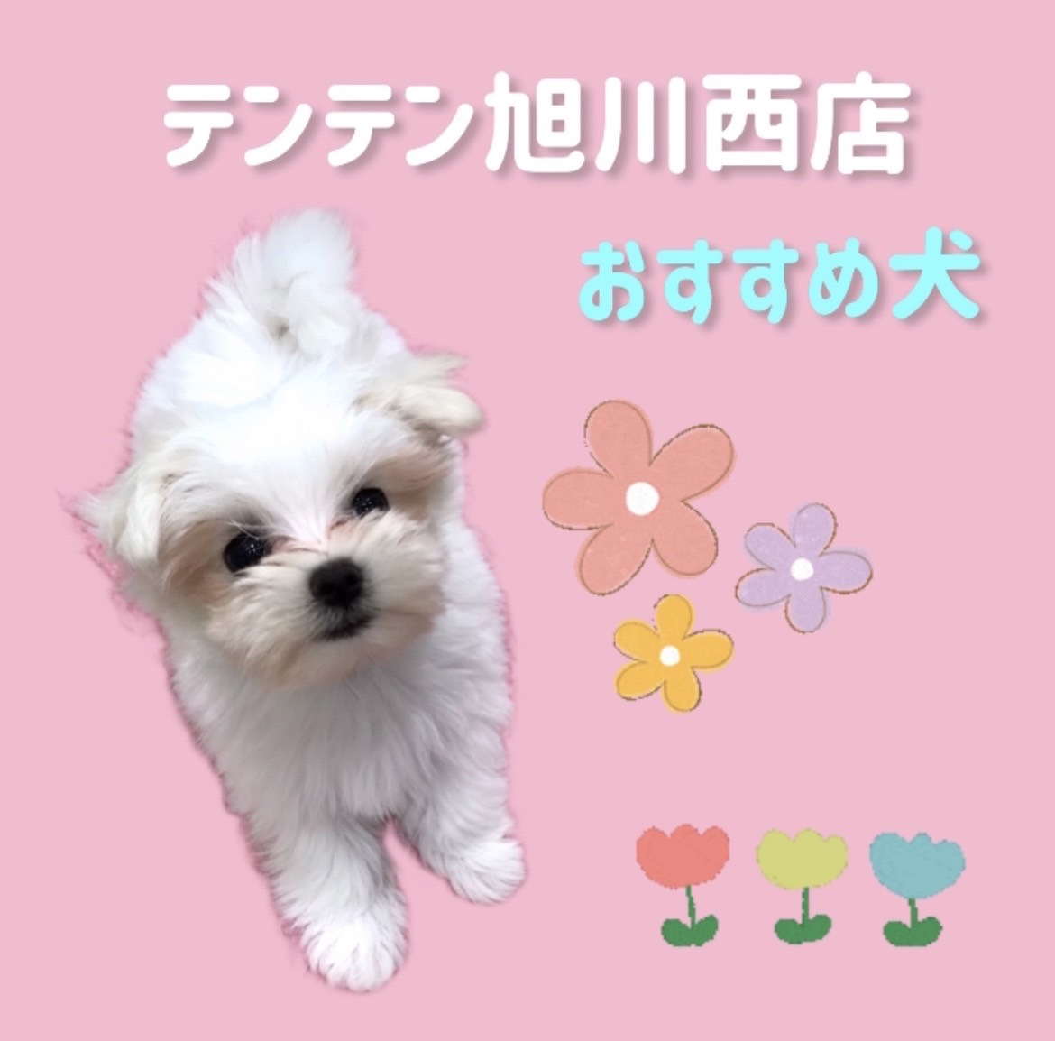 ✨🐶おすすめ犬バトンタッチ🐱✨