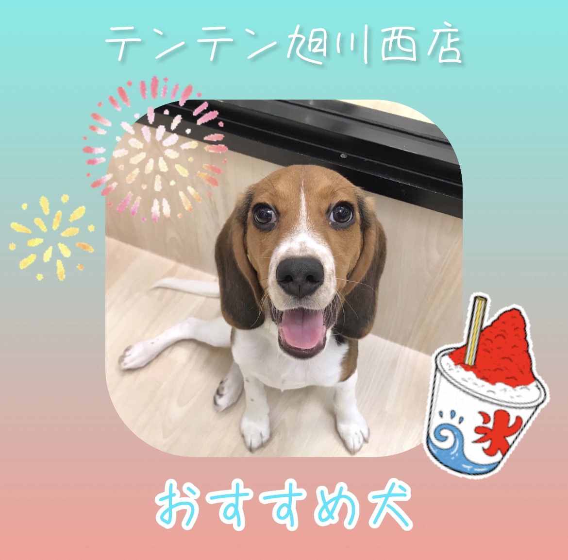 ✨🐶オススメ犬バトンタッチ🐱✨