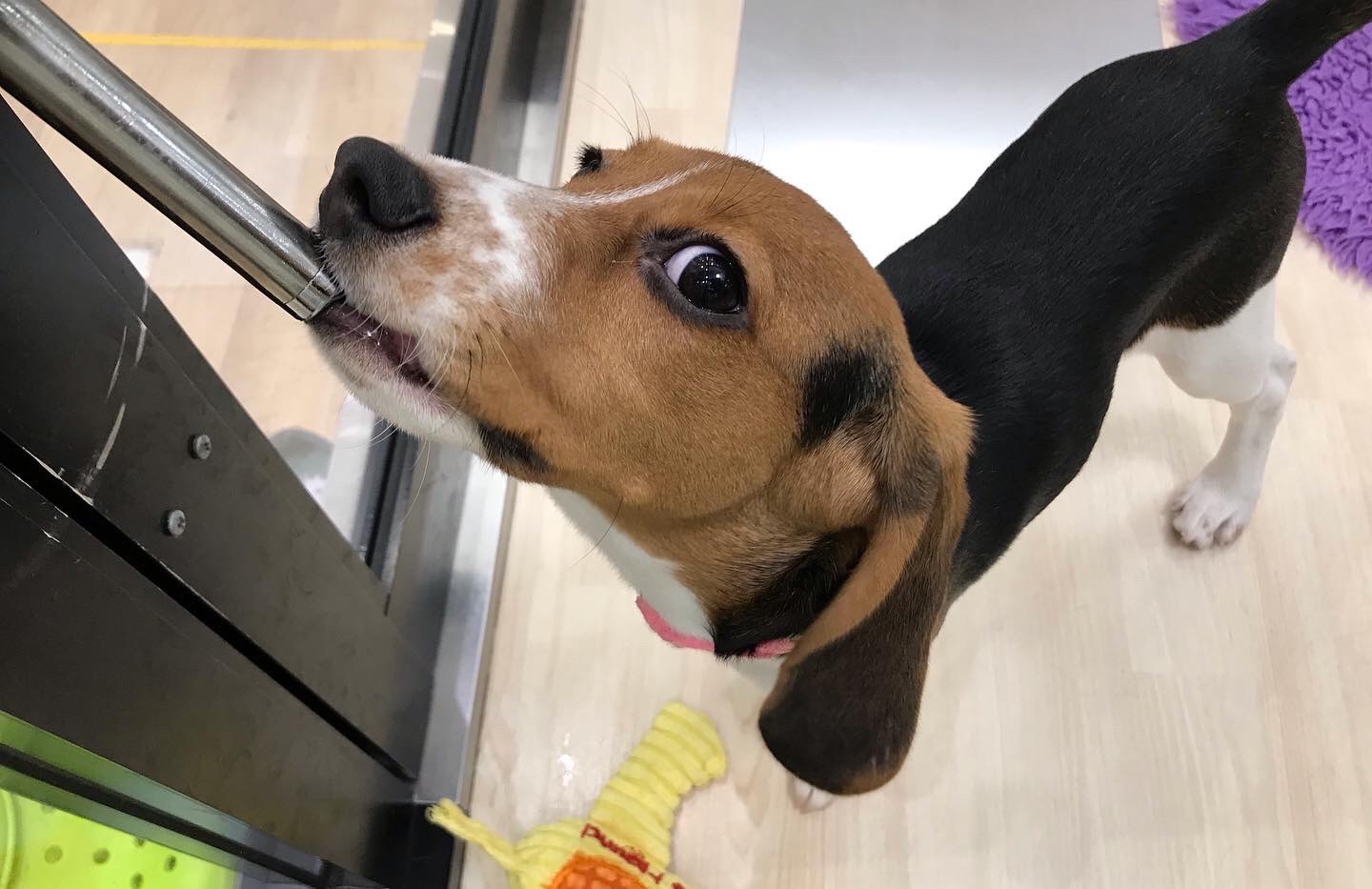 おすすめ犬2