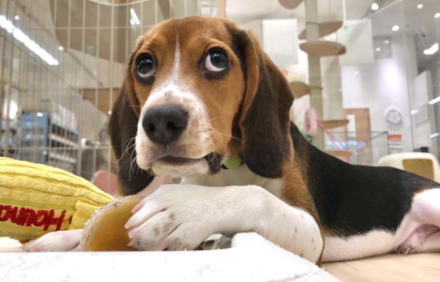 おすすめ犬