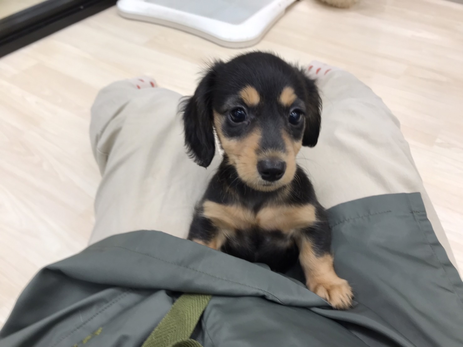 かわいい☆