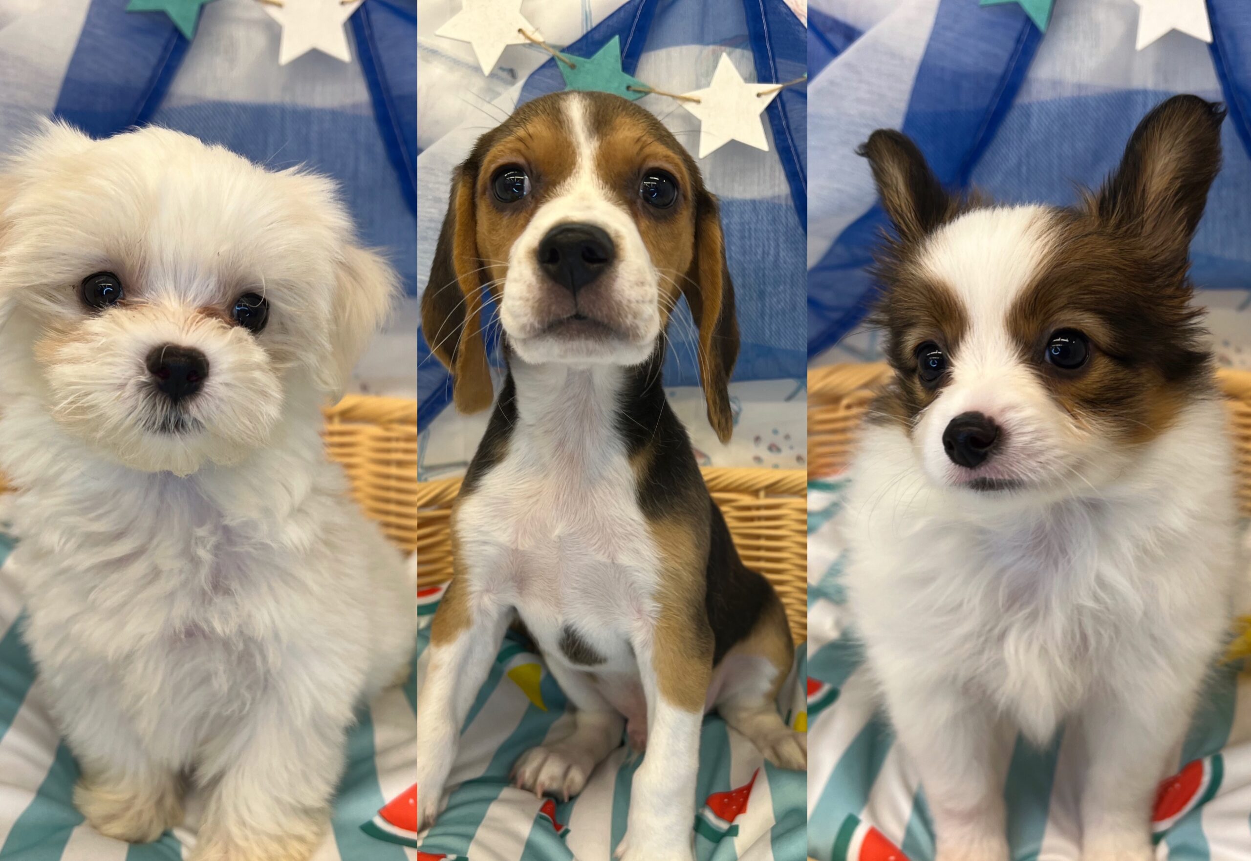 ☆おすすめ犬任命☆