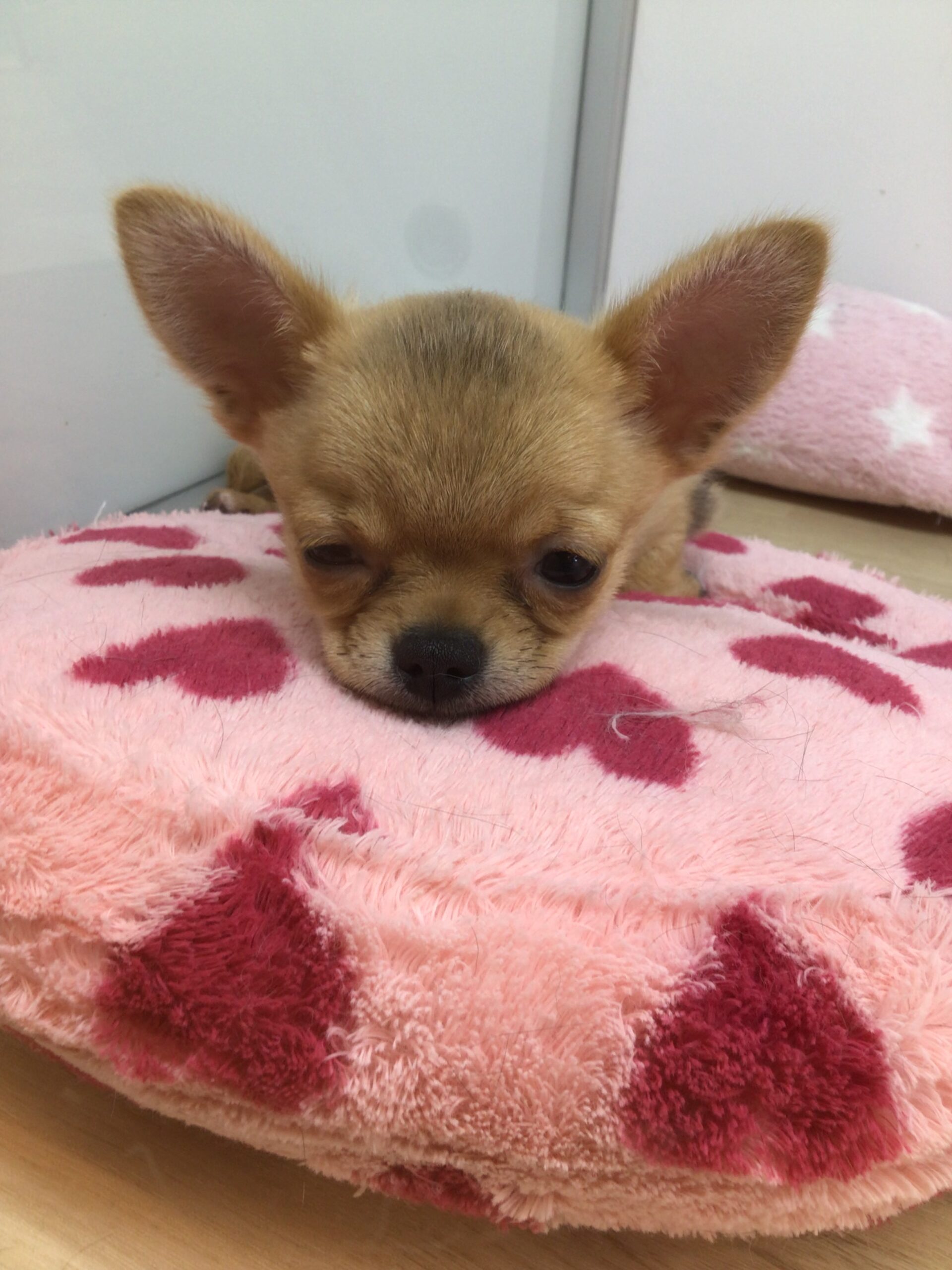 ☆チワワフェア応援☆