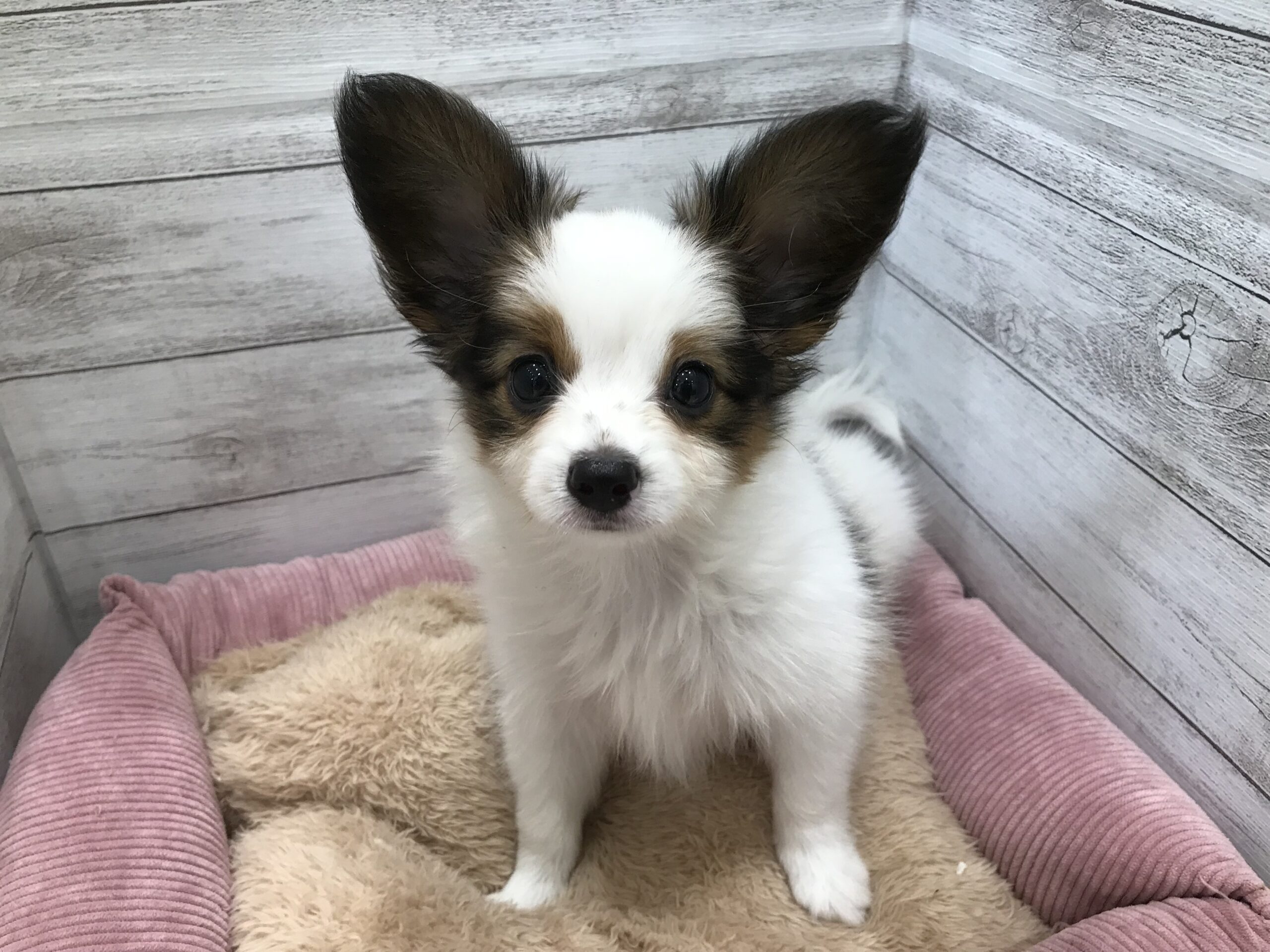 おすすめ犬任命です！