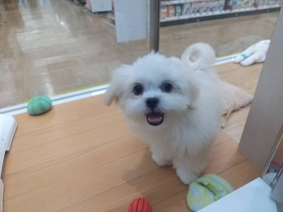 ドキドキなおもちゃ👀