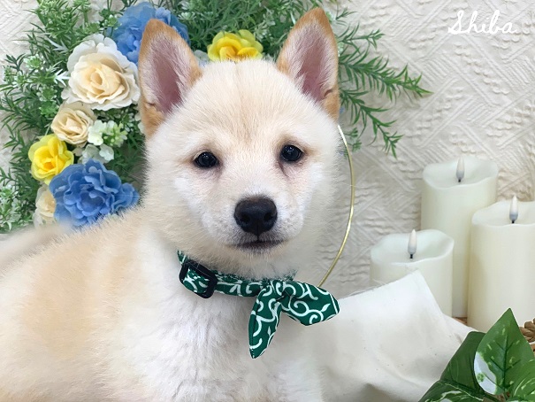 ★白柴ちゃん登場！★