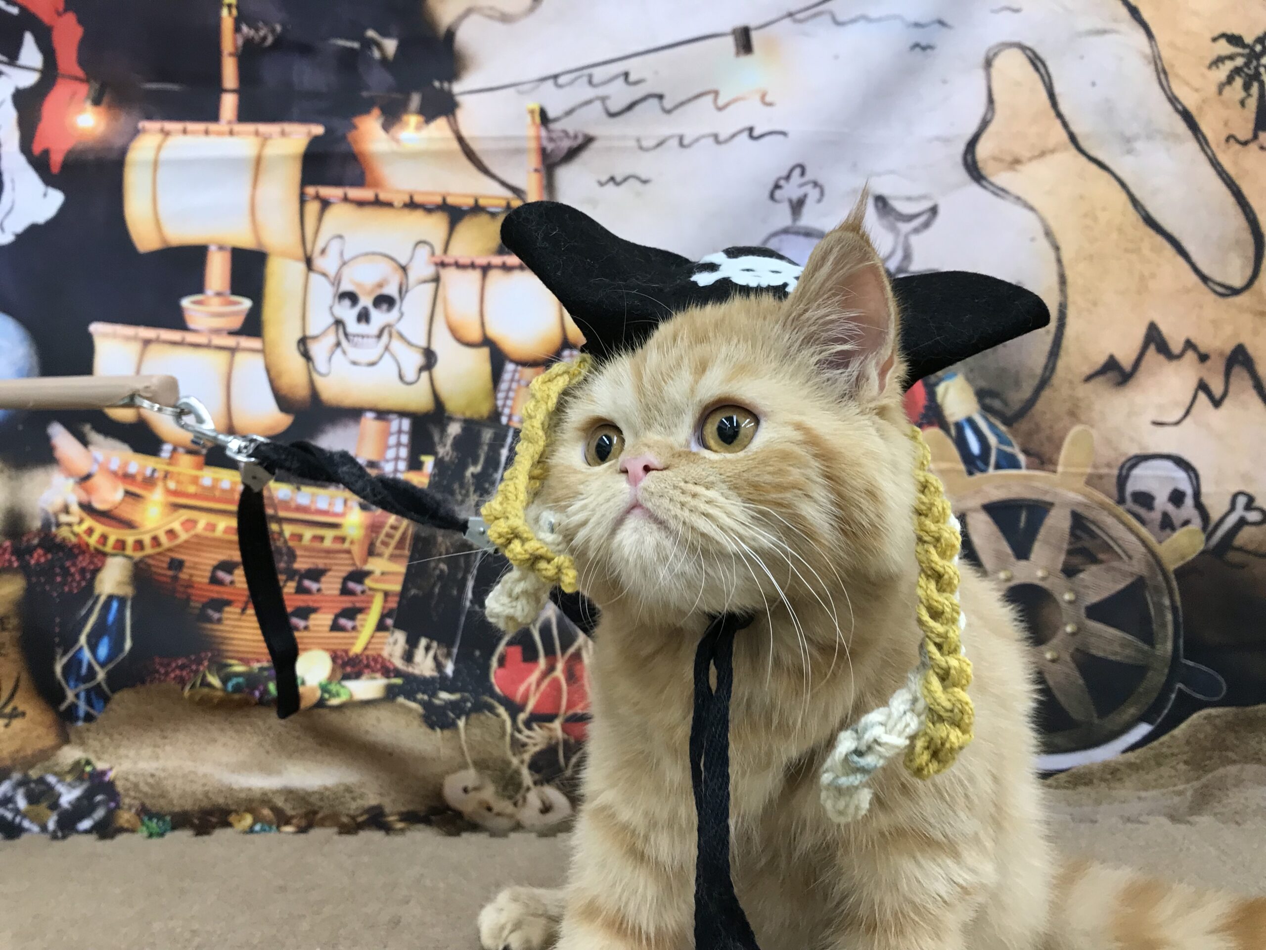 ☆新入りだにゃ⚓☆