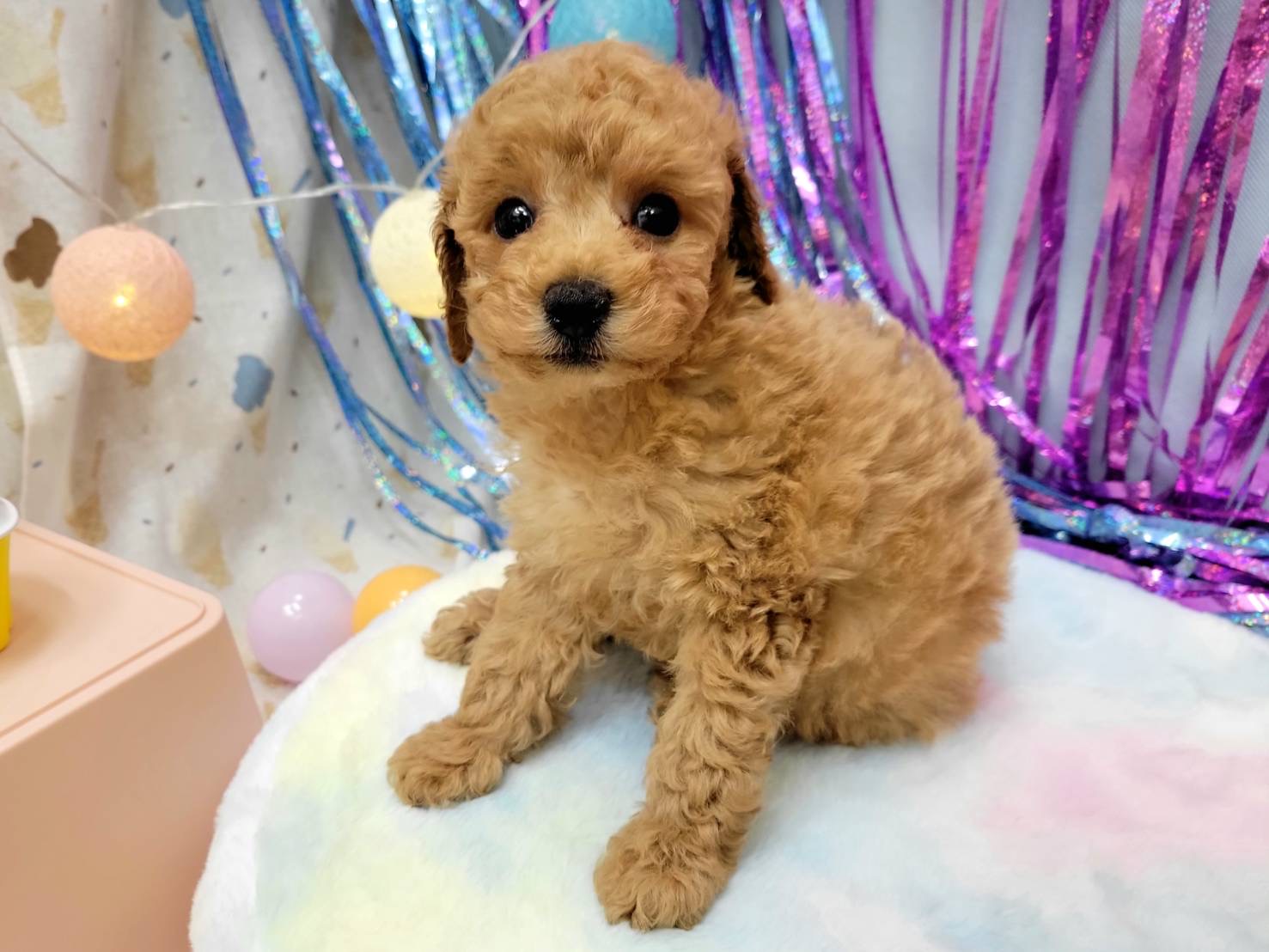 テンテンフェスタ開催☆お得な9日間！！