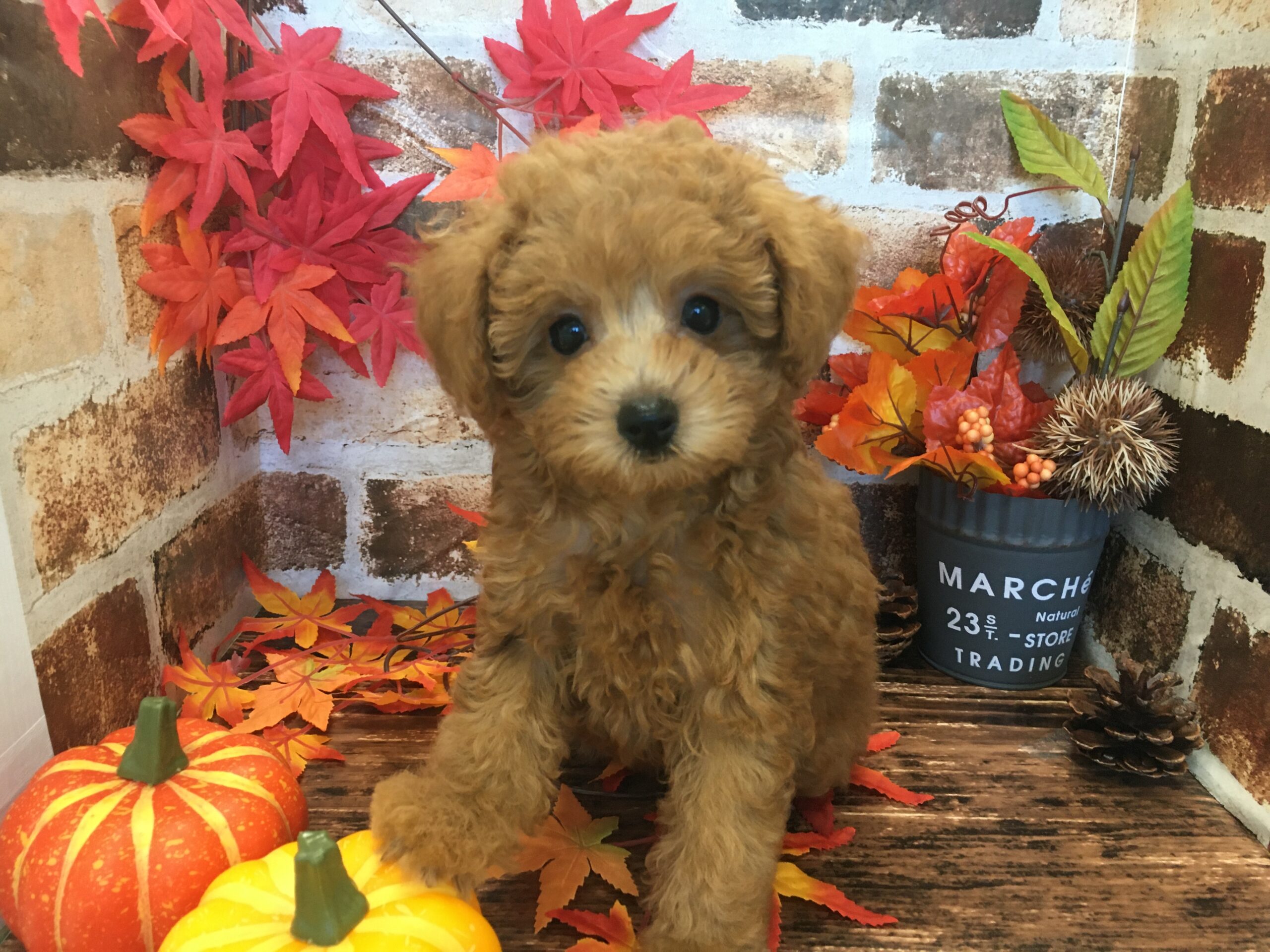 小樽店のワンちゃんネコちゃん☆