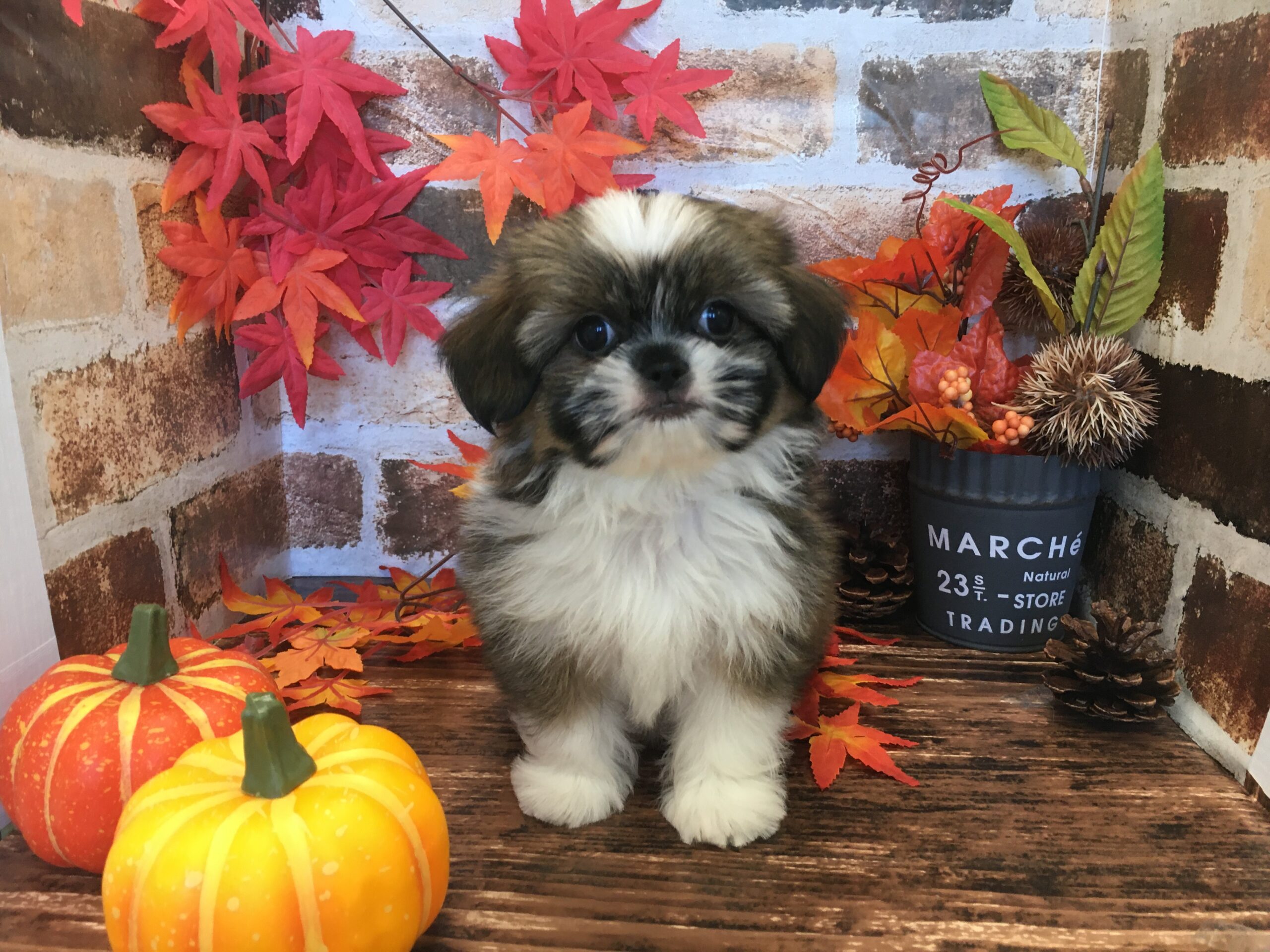 小樽店おすすめ犬♬