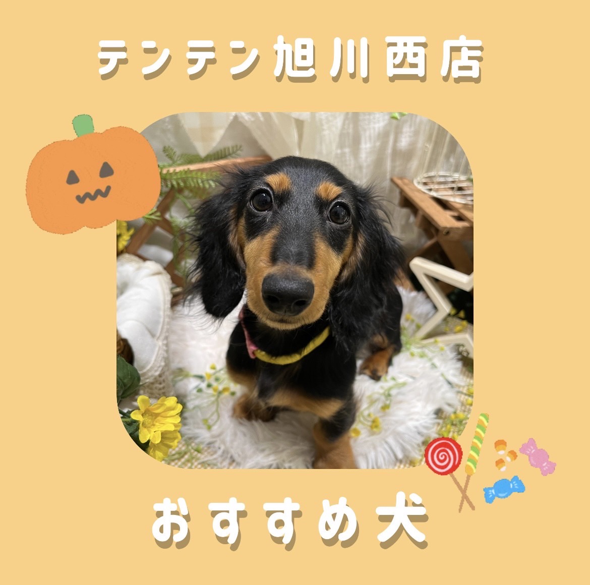 ✨🐶おすすめ犬バトンタッチ🐱✨