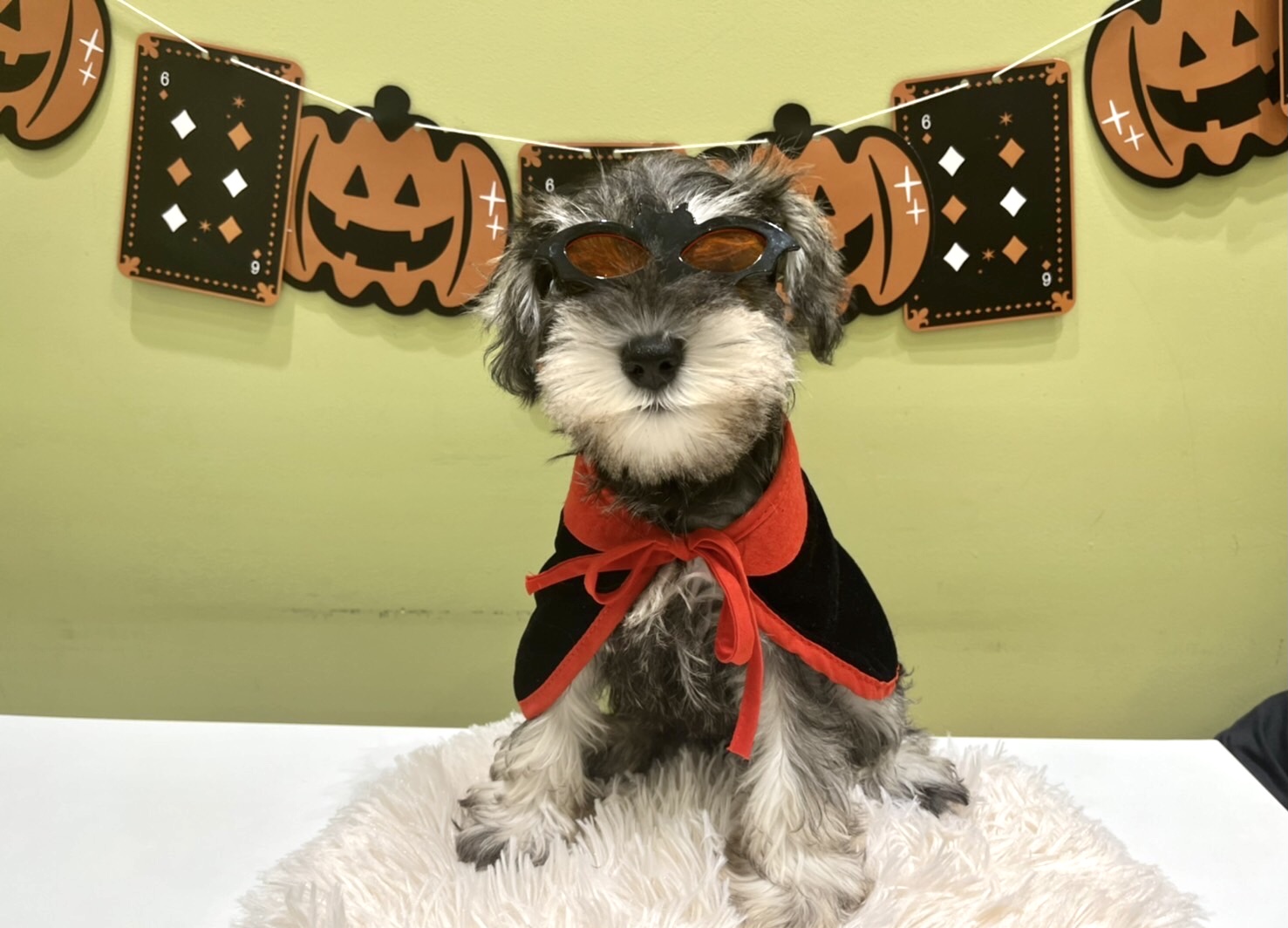 🦇🐶少し早めのハロウィン🐱👻
