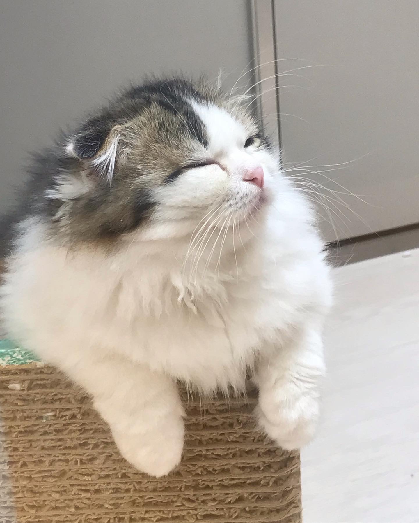 ☆ふわふわだにゃ！☆