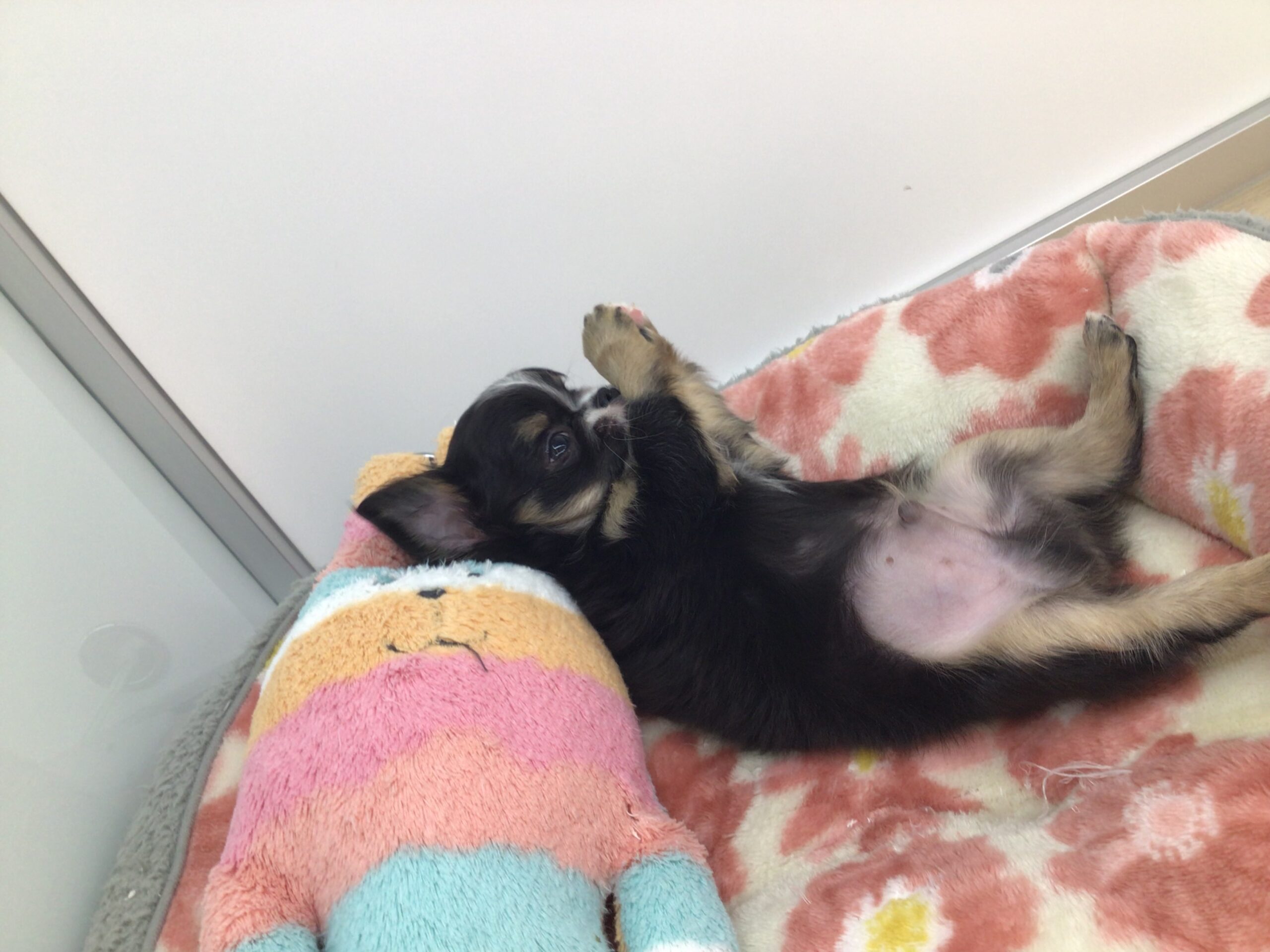 ☆ＮＥＷおすすめ犬☆