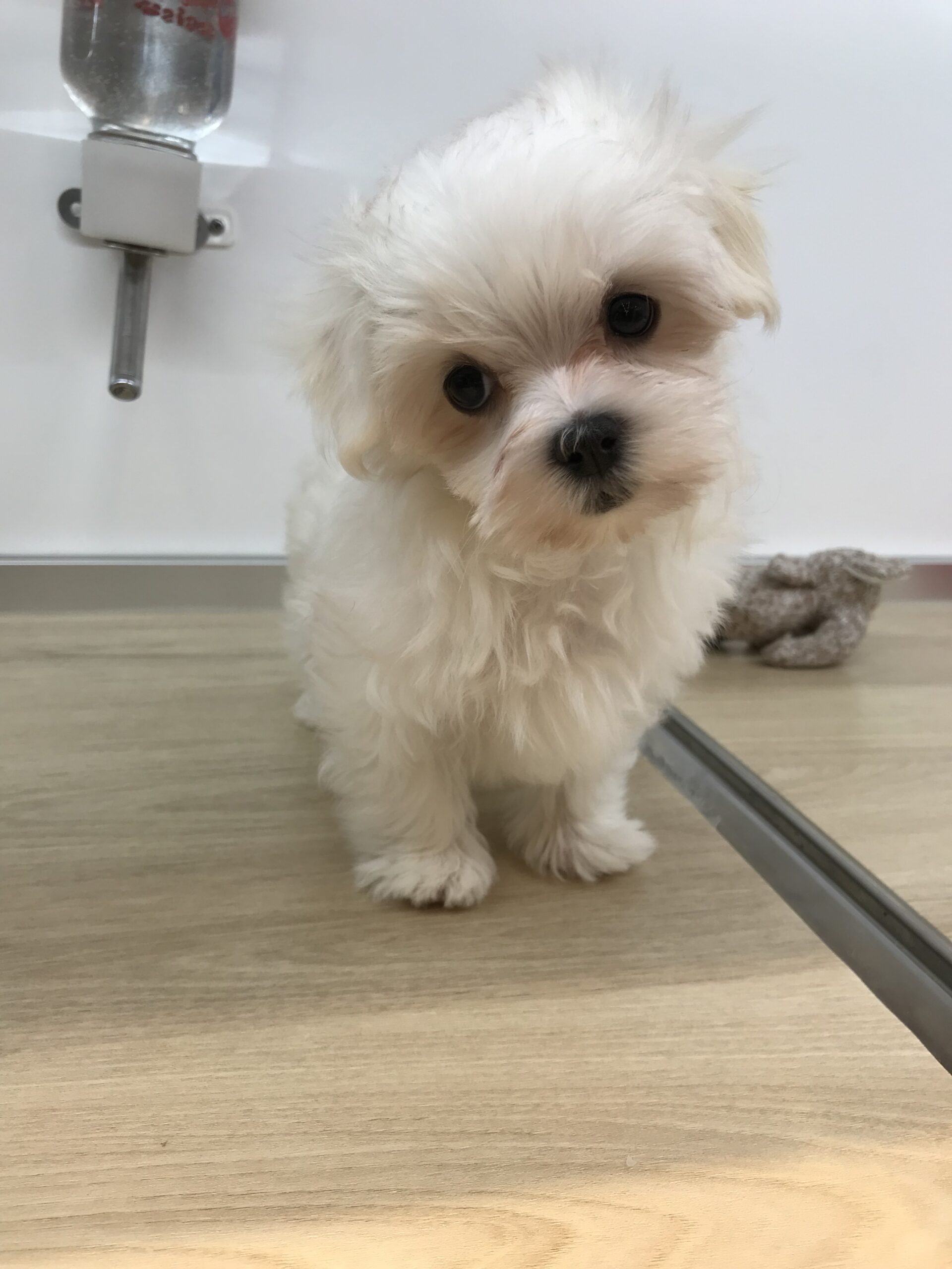 ☆ＮＥＷおすすめ犬☆