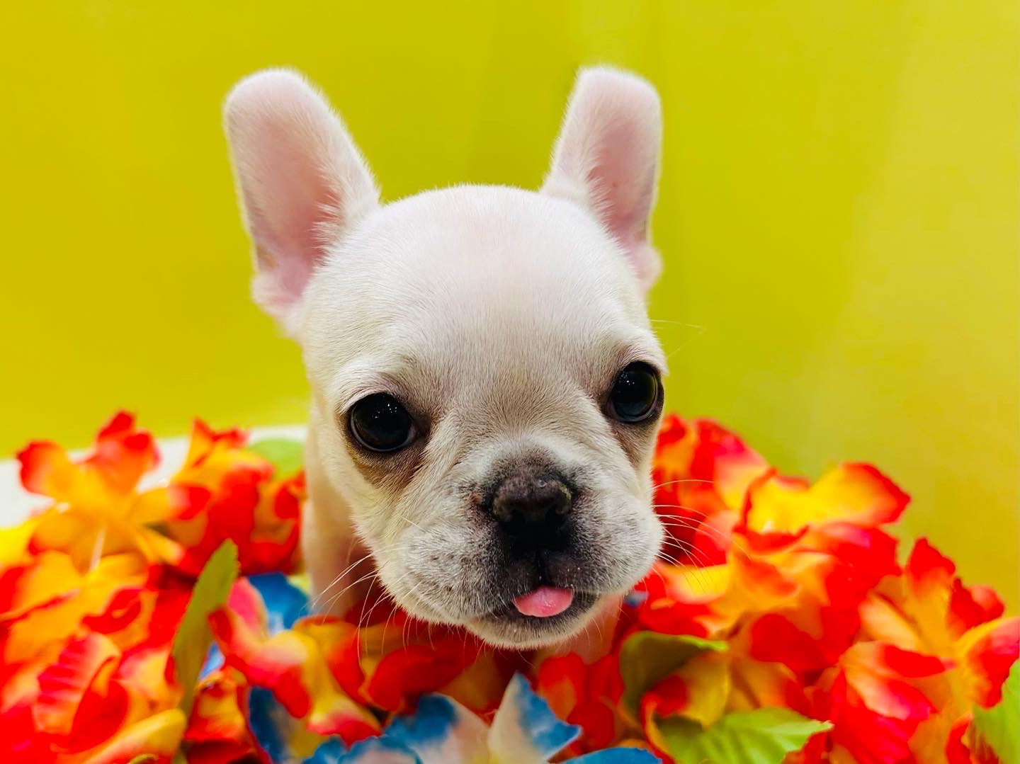 シェルティくんお引越し！＆NEWおすすめ犬紹介！！