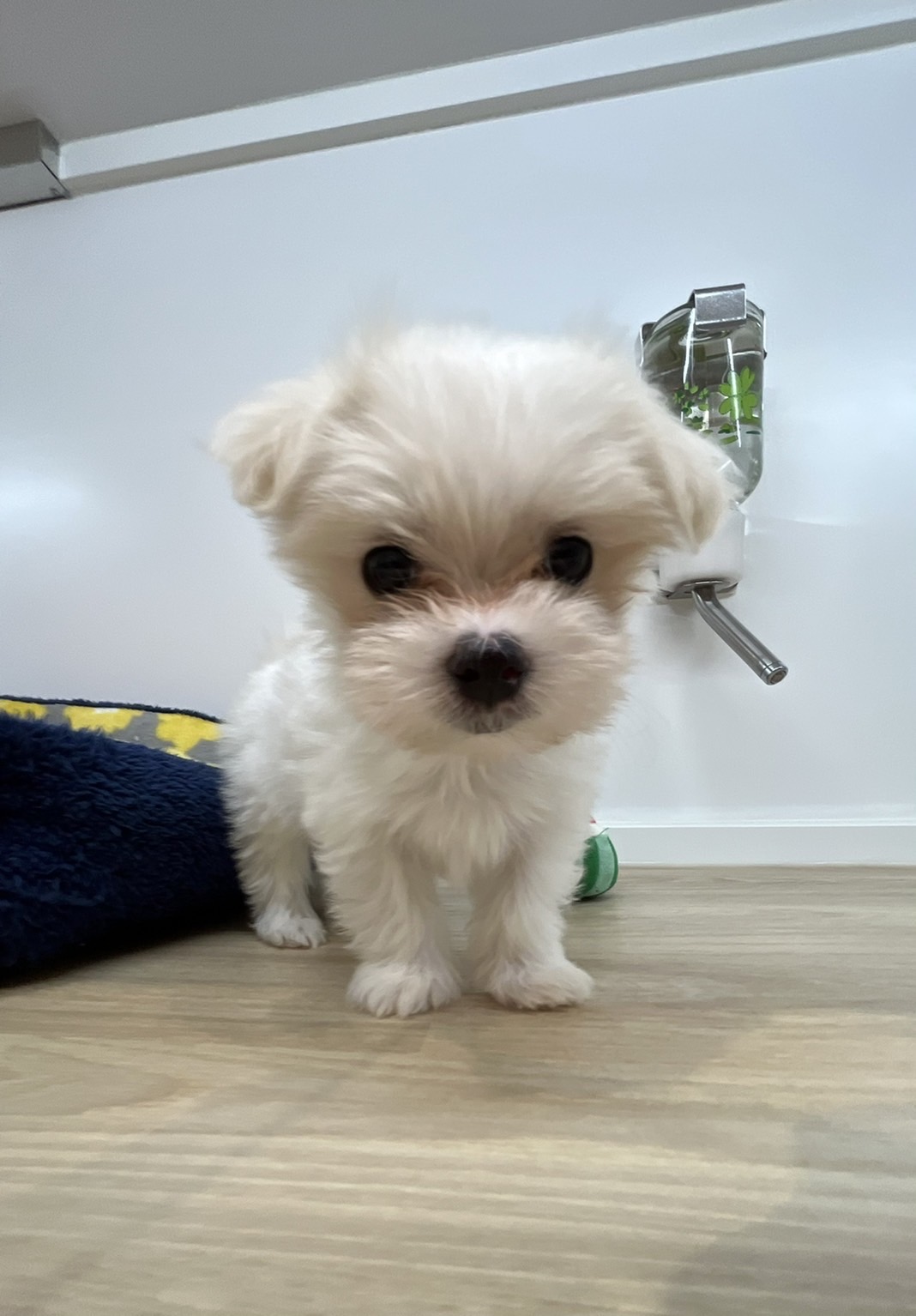 ✨🐶おすすめ犬バトンタッチ🐱✨