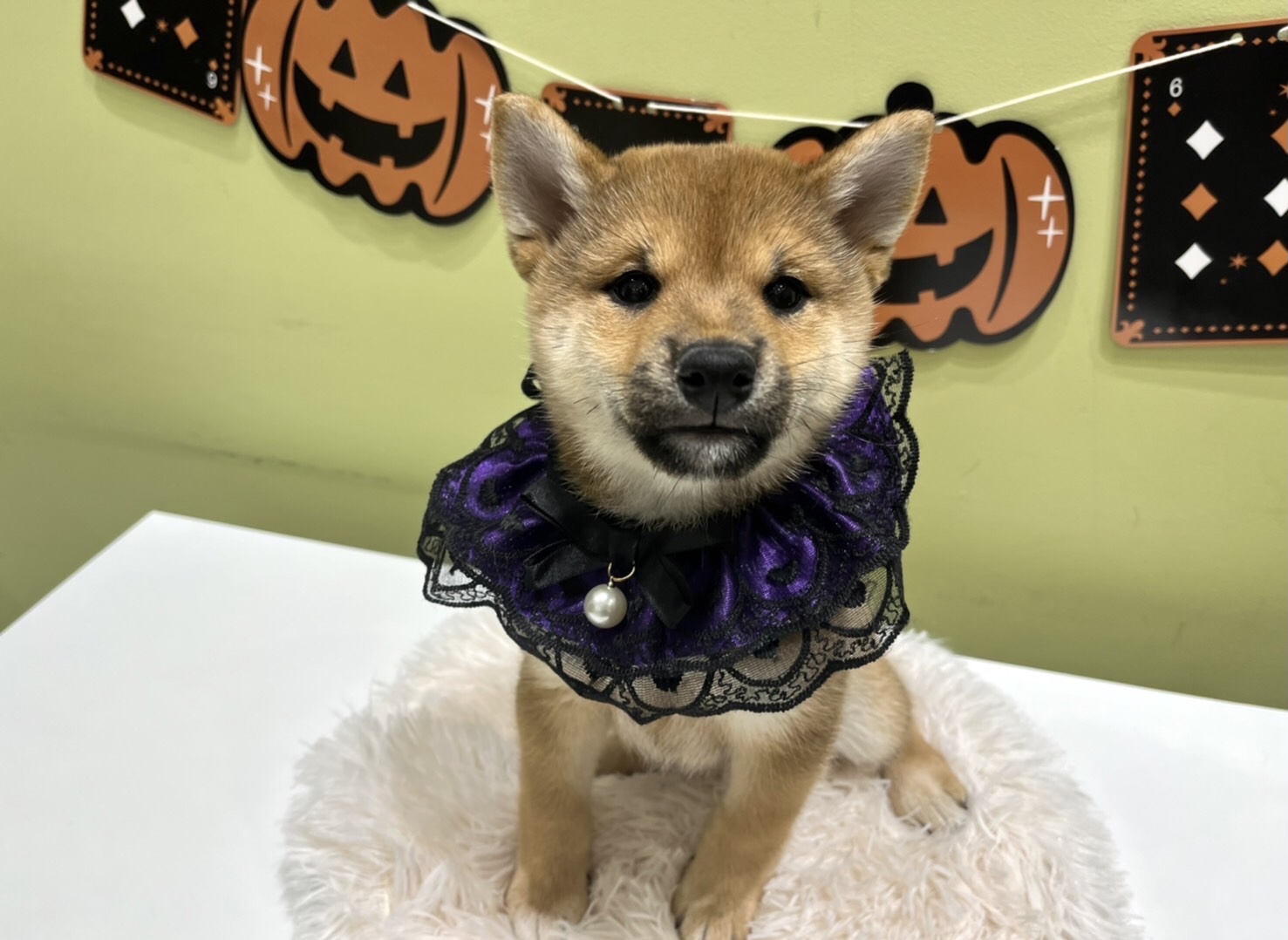🦇🐶ハロウィン仮装第二弾！！🐱👻