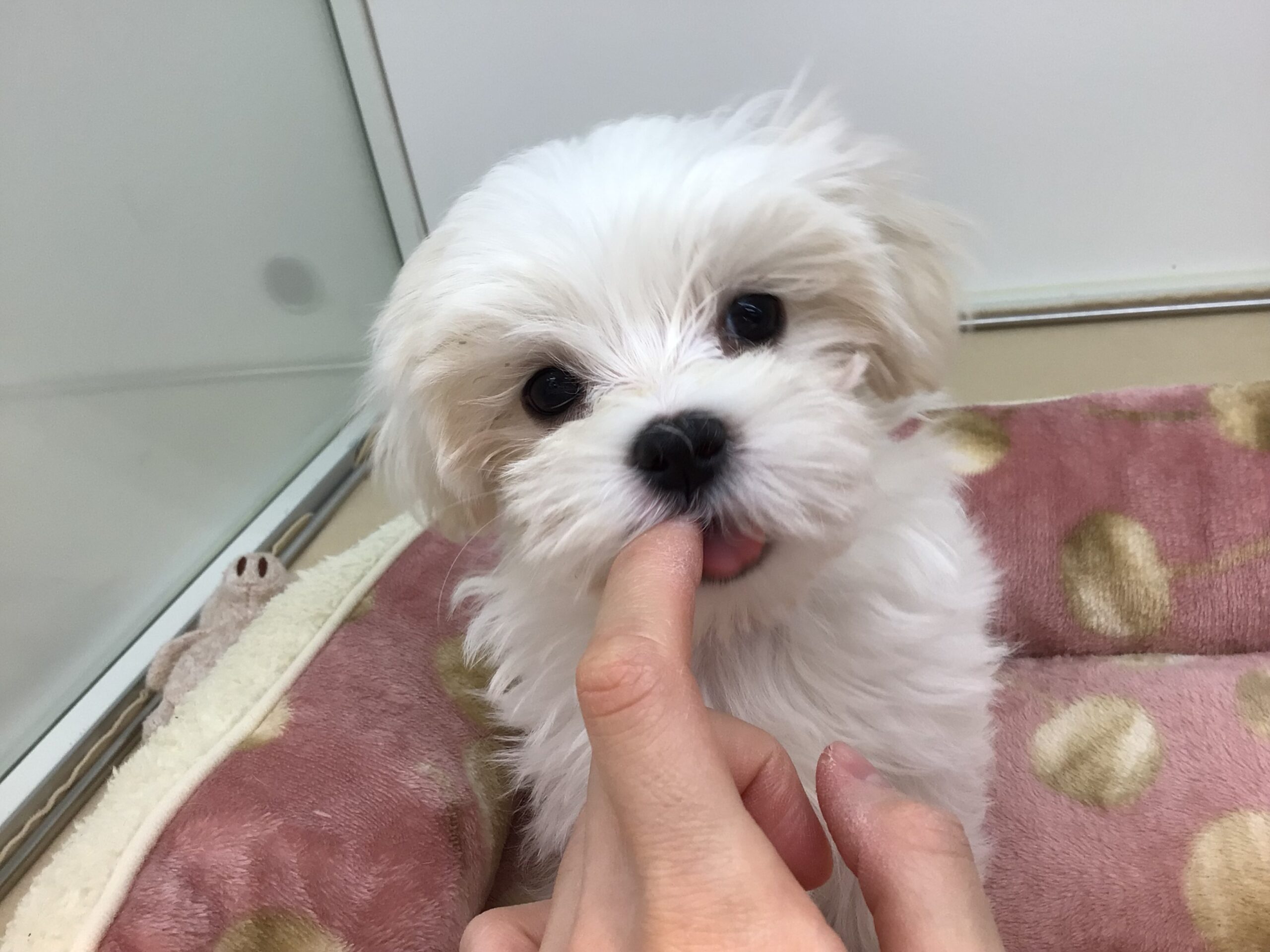 💛すくすく成長中💛